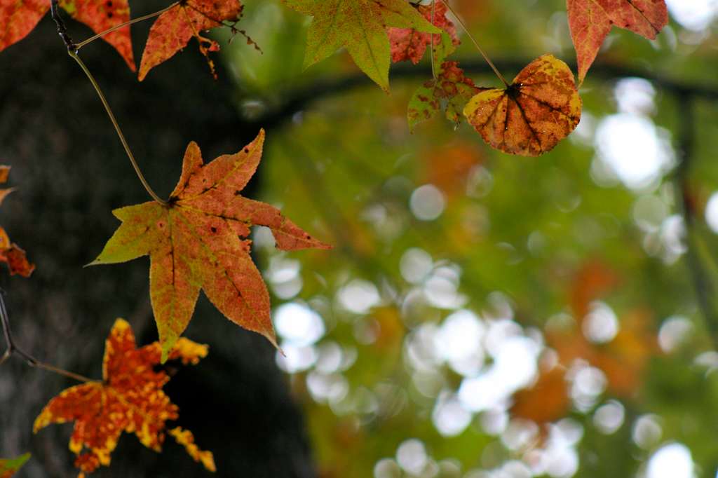 Natchez State Park