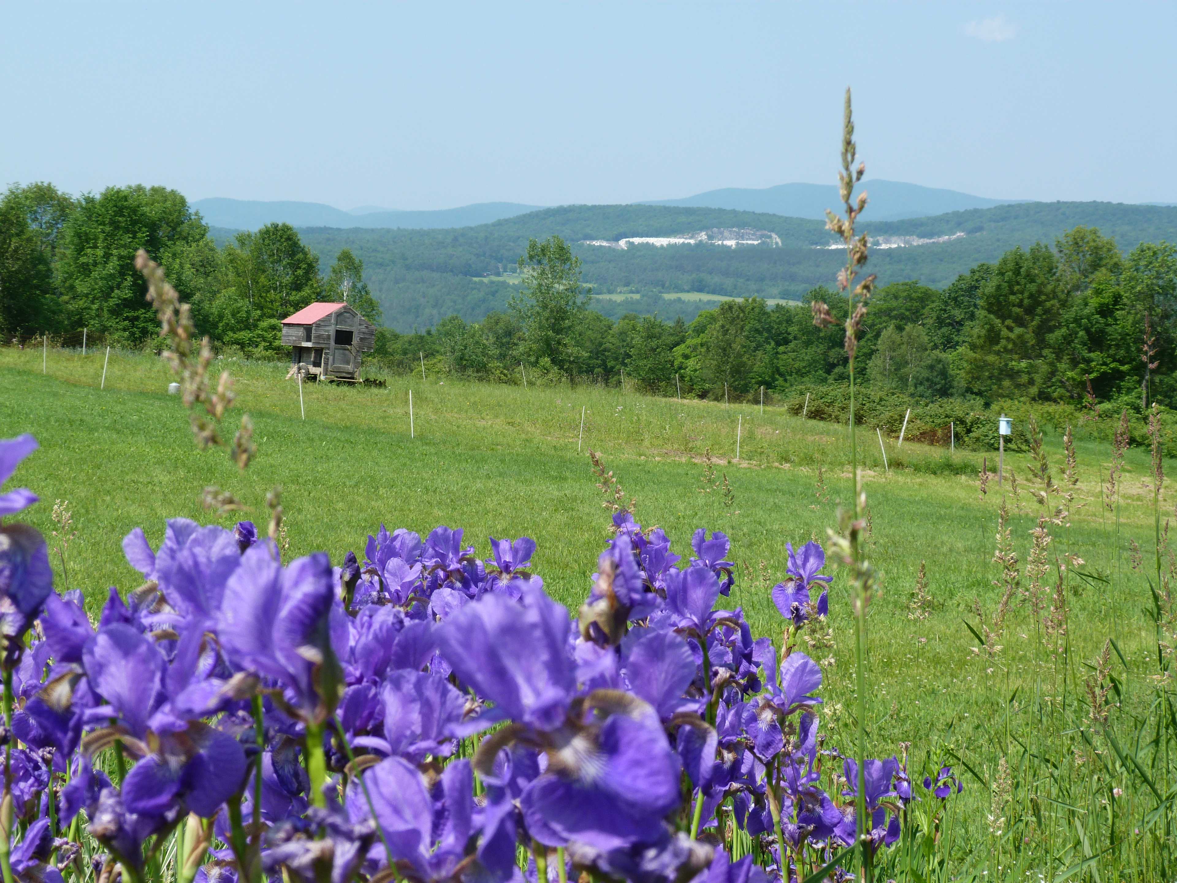 There are magnificent views of the Vermont Green Mountains from all over the farm.