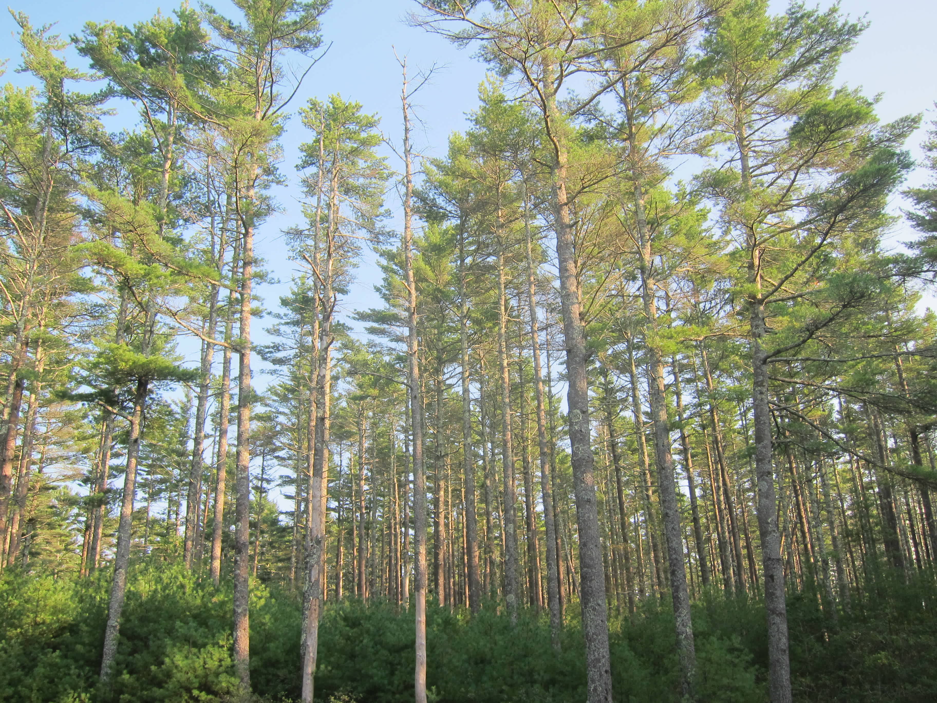 Myles Standish State Forest