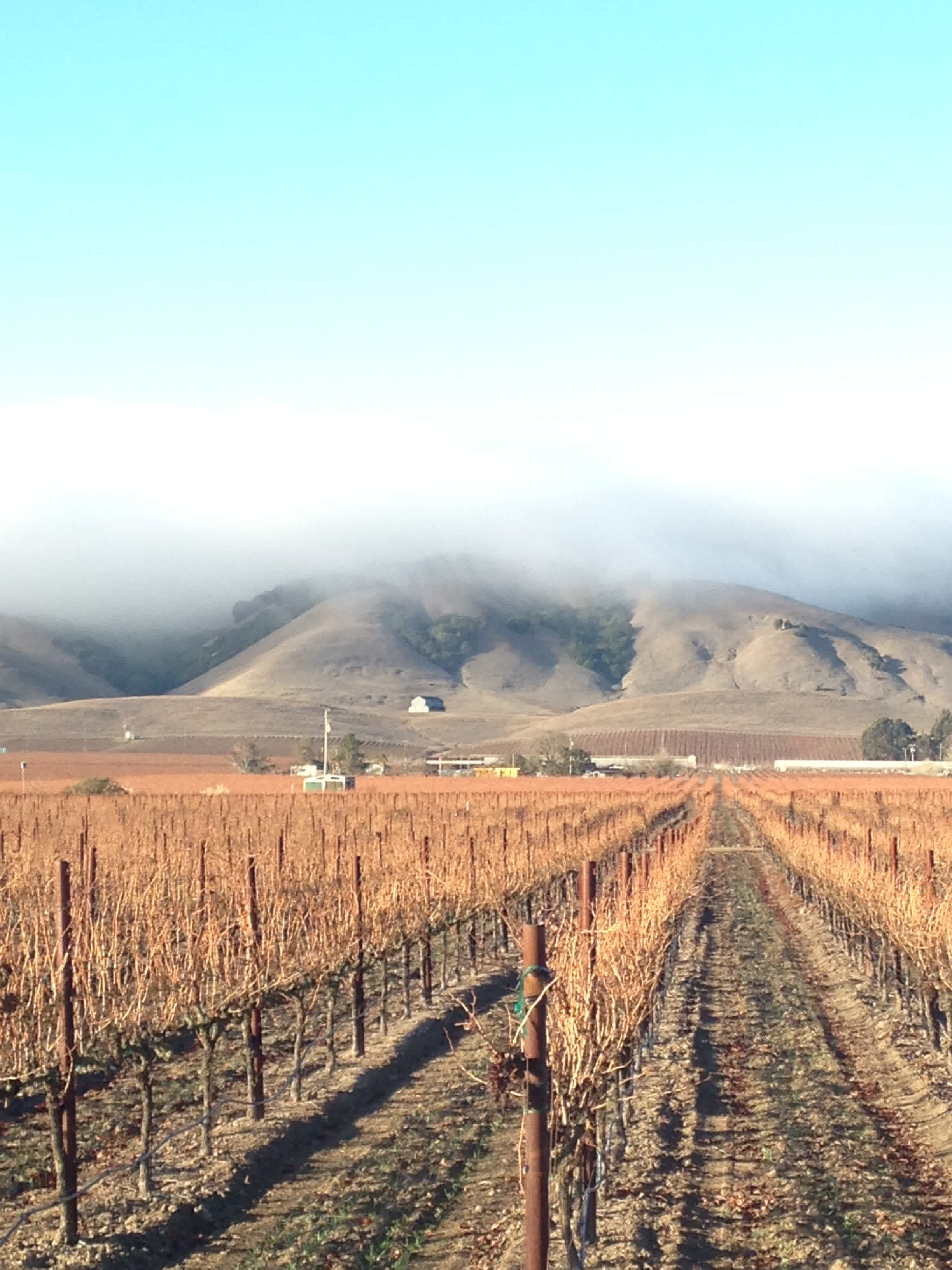 Fall in Carneros