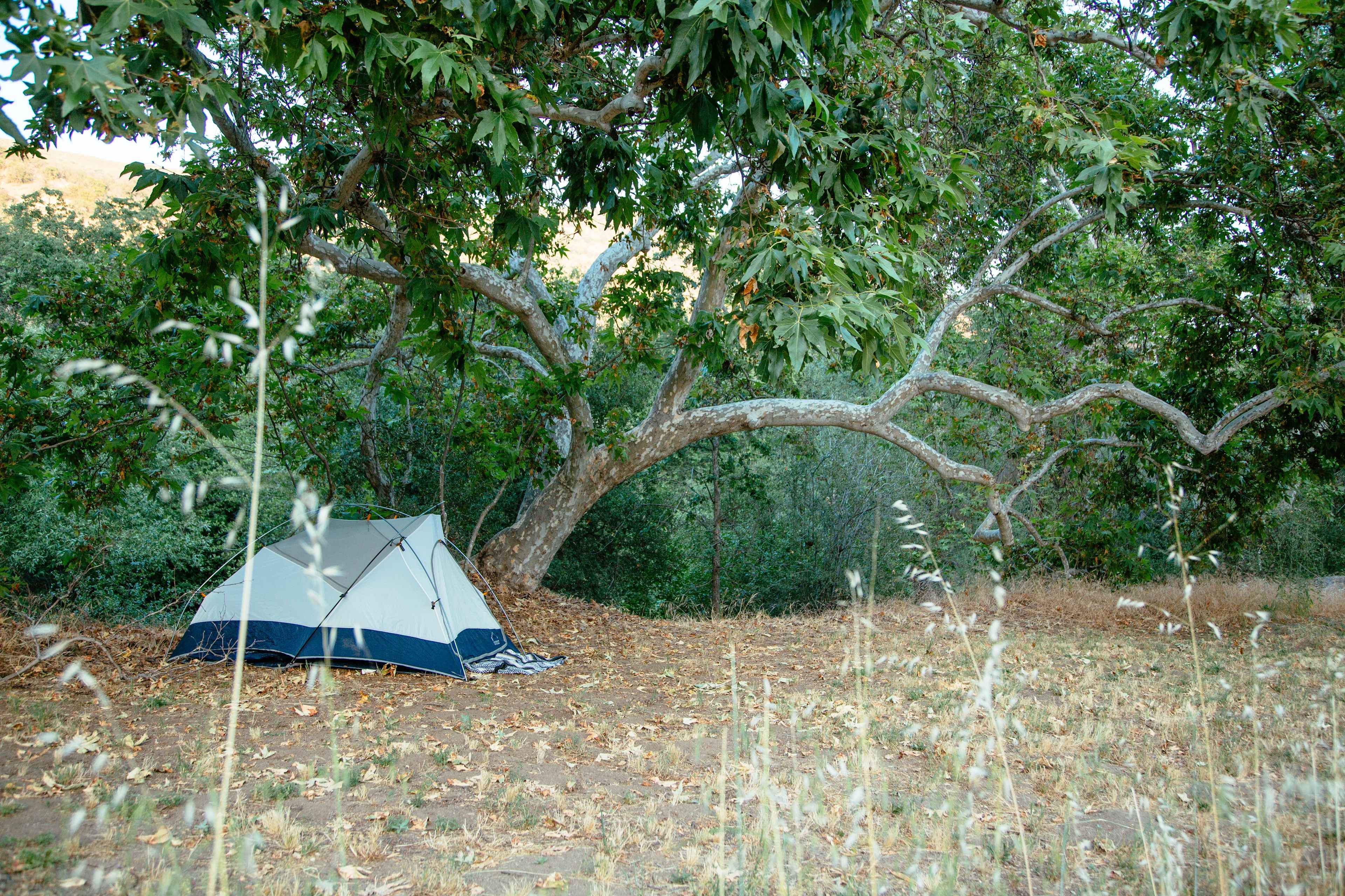 Sycamore Arch