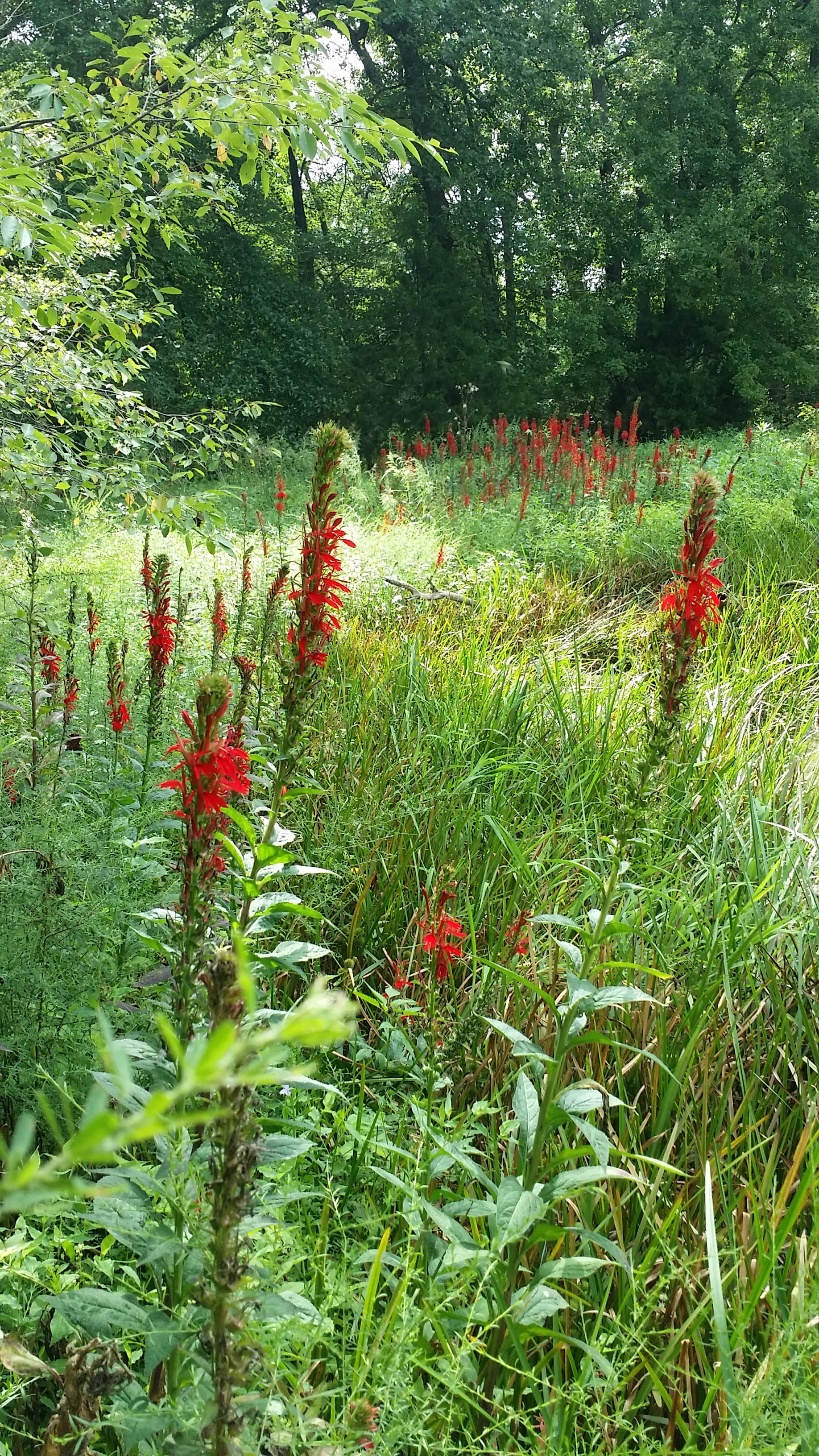 Cardinal flowers near the pond