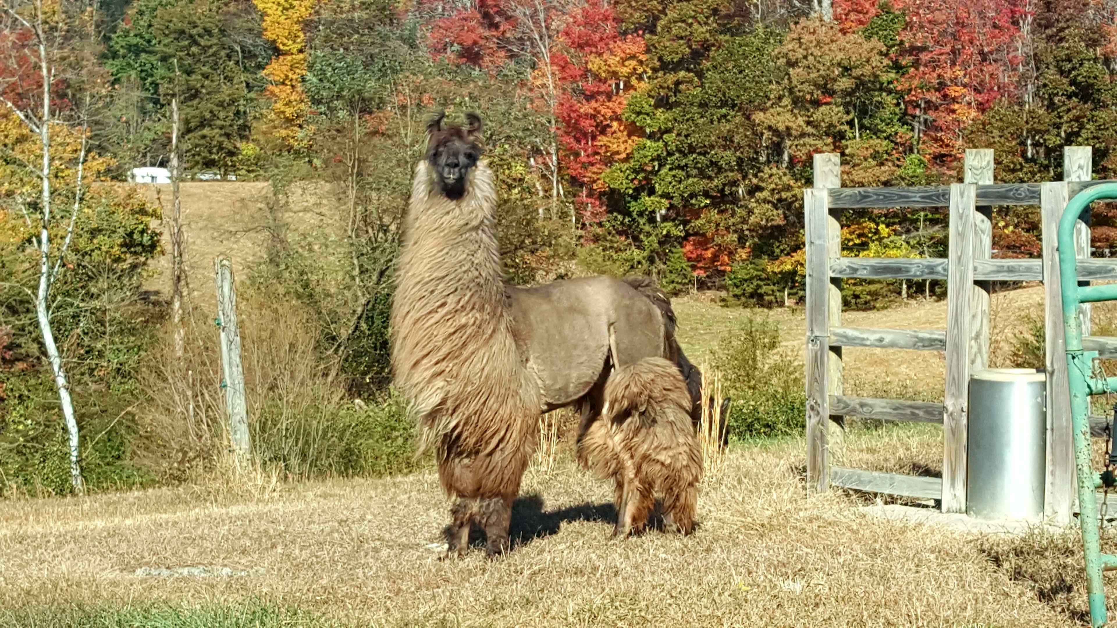Marco is a proud LLama! One of our 4-H trained pack animals & show boy! 