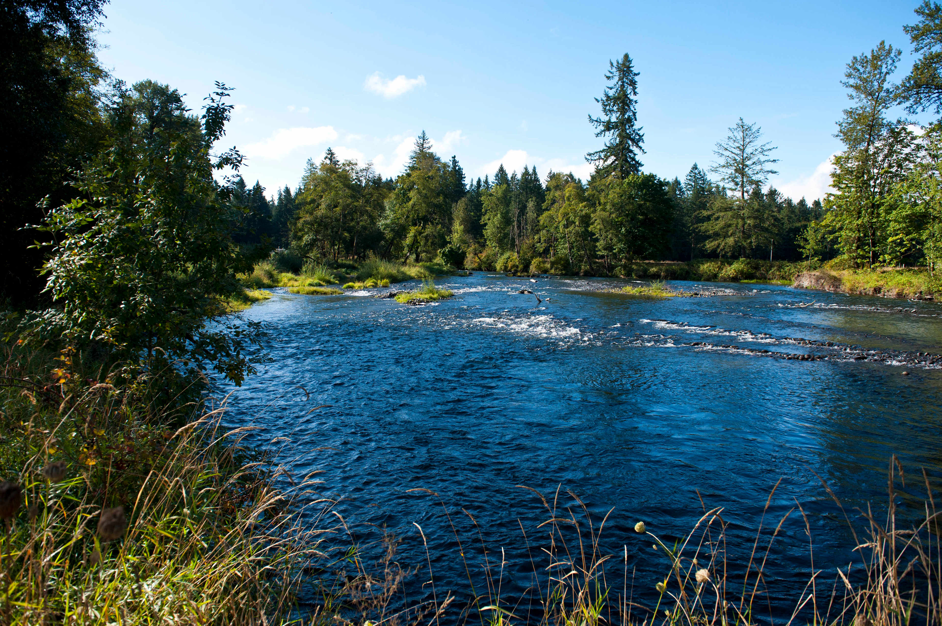 Along the Santiam River. During the summer Lori informed me you would use the tubes they have available and walk them up the slough and then ride them back down out and around the bend here.
