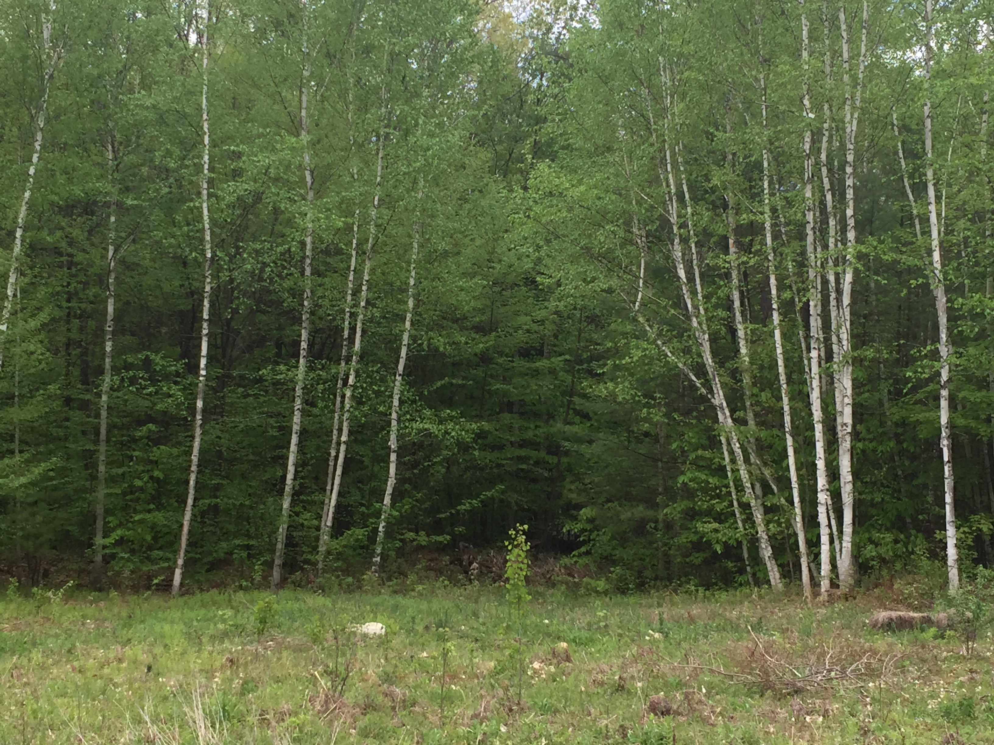 Williamsville Hillside Camp