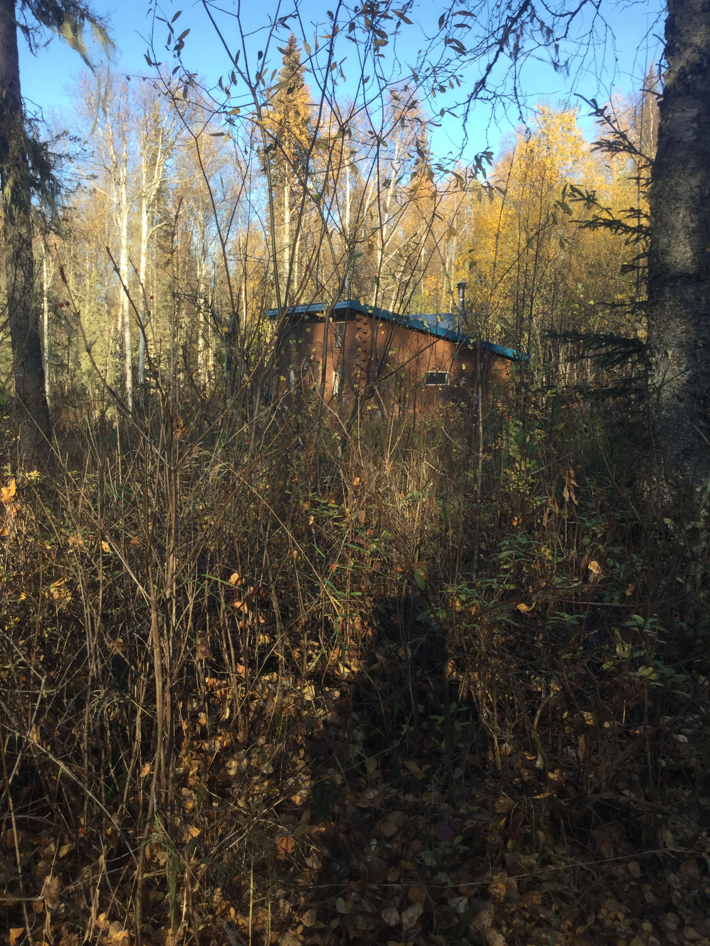 This is Talkeetna Jo’s Dry Cabin, late Summer.