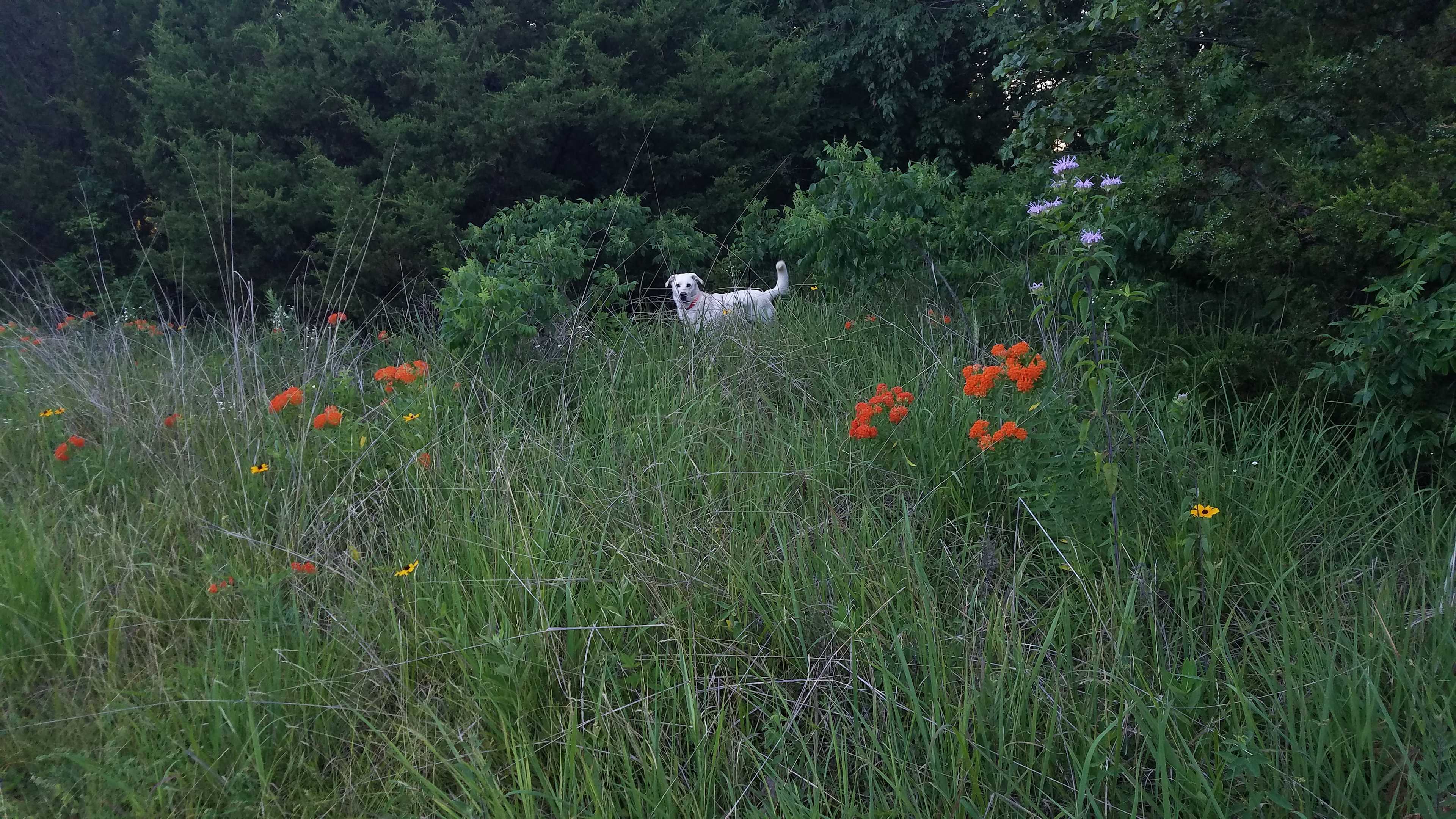 The resident dog 'Rudy' near site #1 