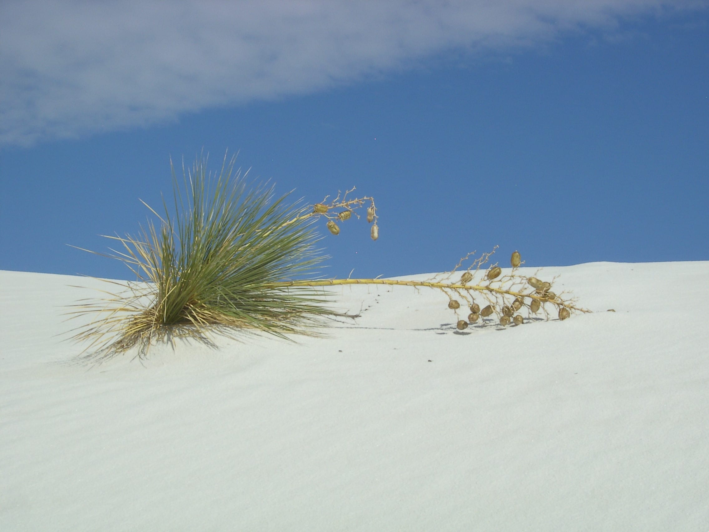 The White Sands National Monument...Just a few miles to the west, but you can see the dunes from the place...