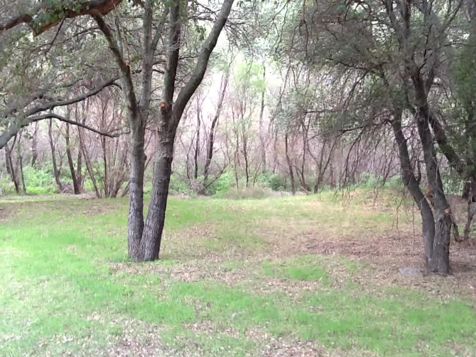 Trees along walking trails and outside areas surrounding main campground