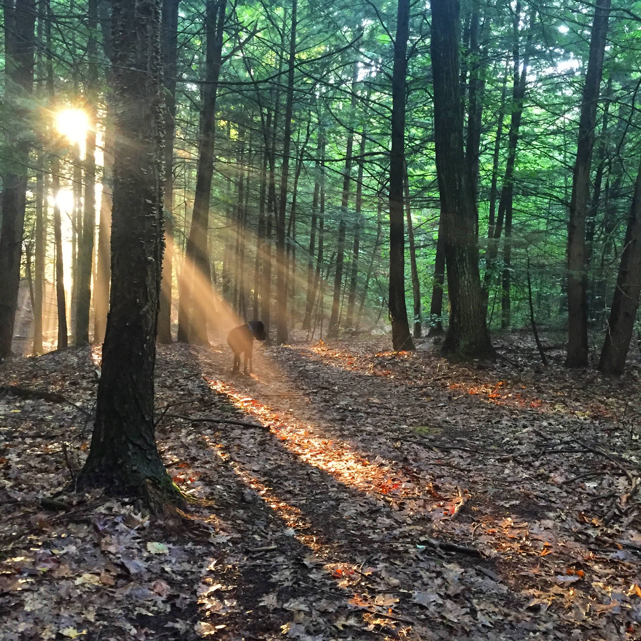 With miles of trails available, find the perfect spot to set-up your tent.