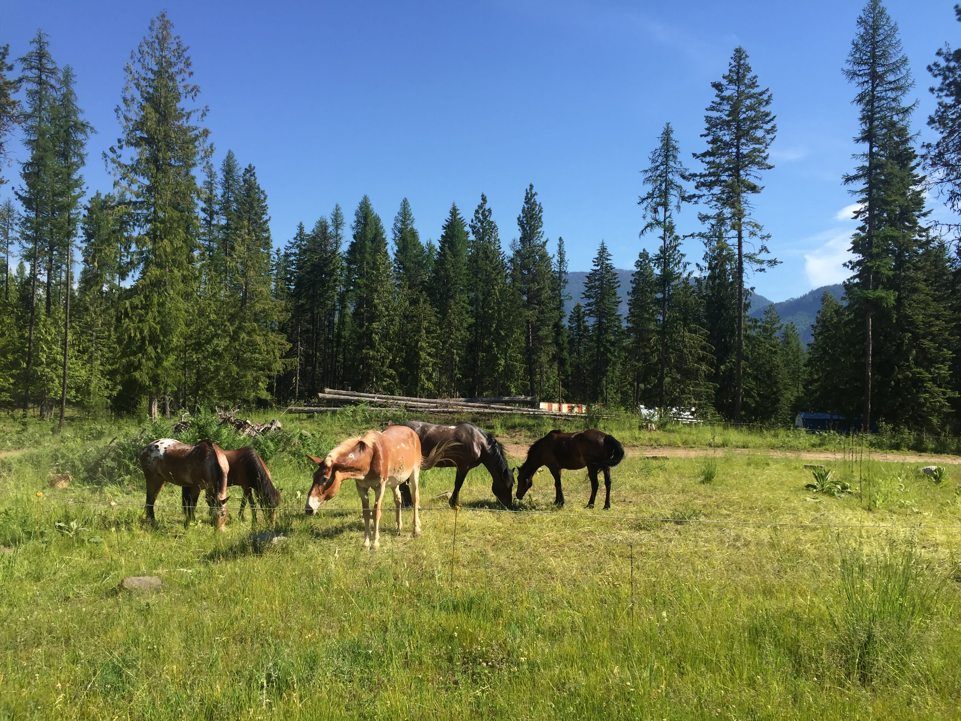 Our horses enjoying the summertime grass. You can enjoy views of our horses from your campsite.