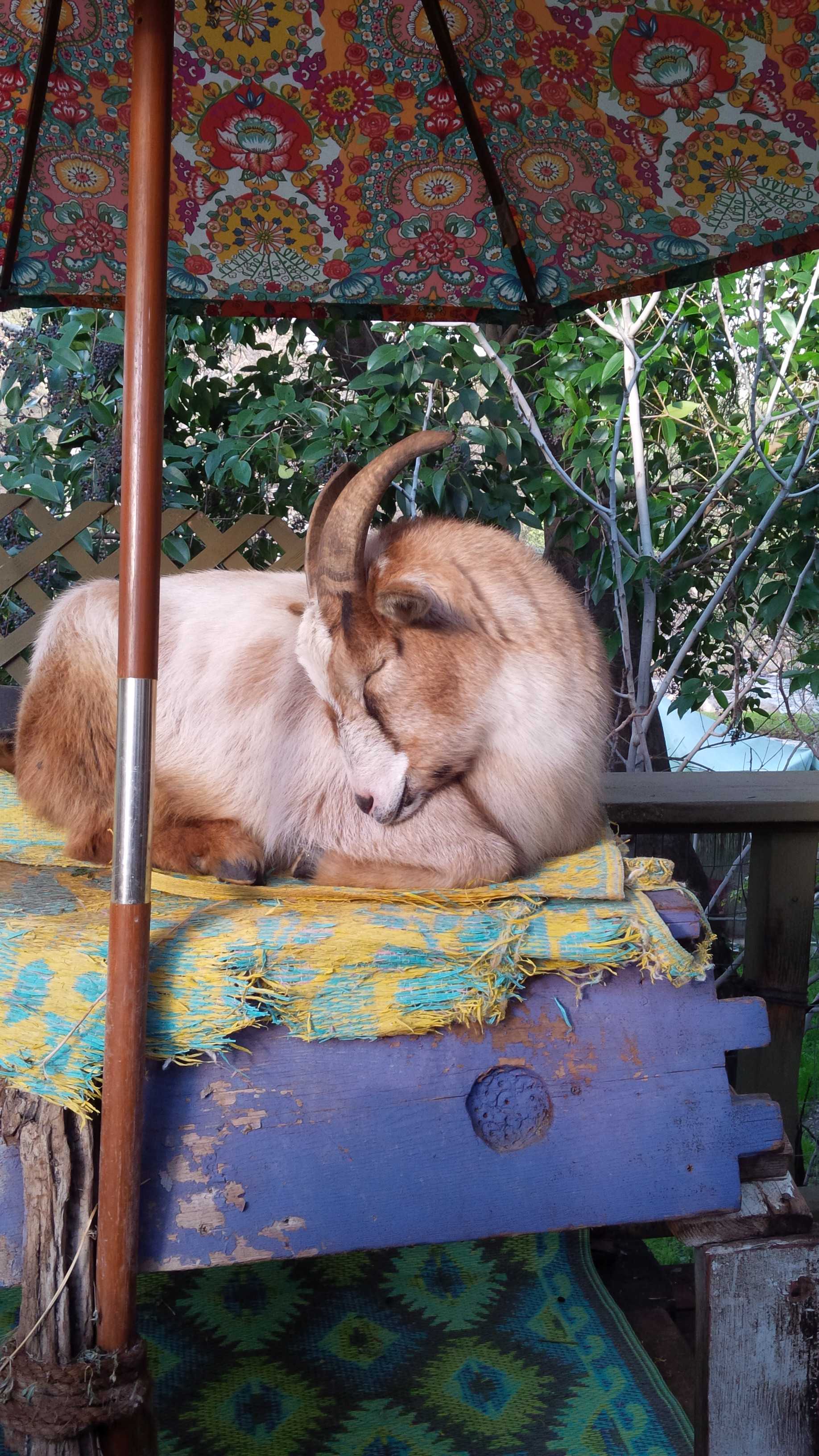 OrangeRay~Three Rivers