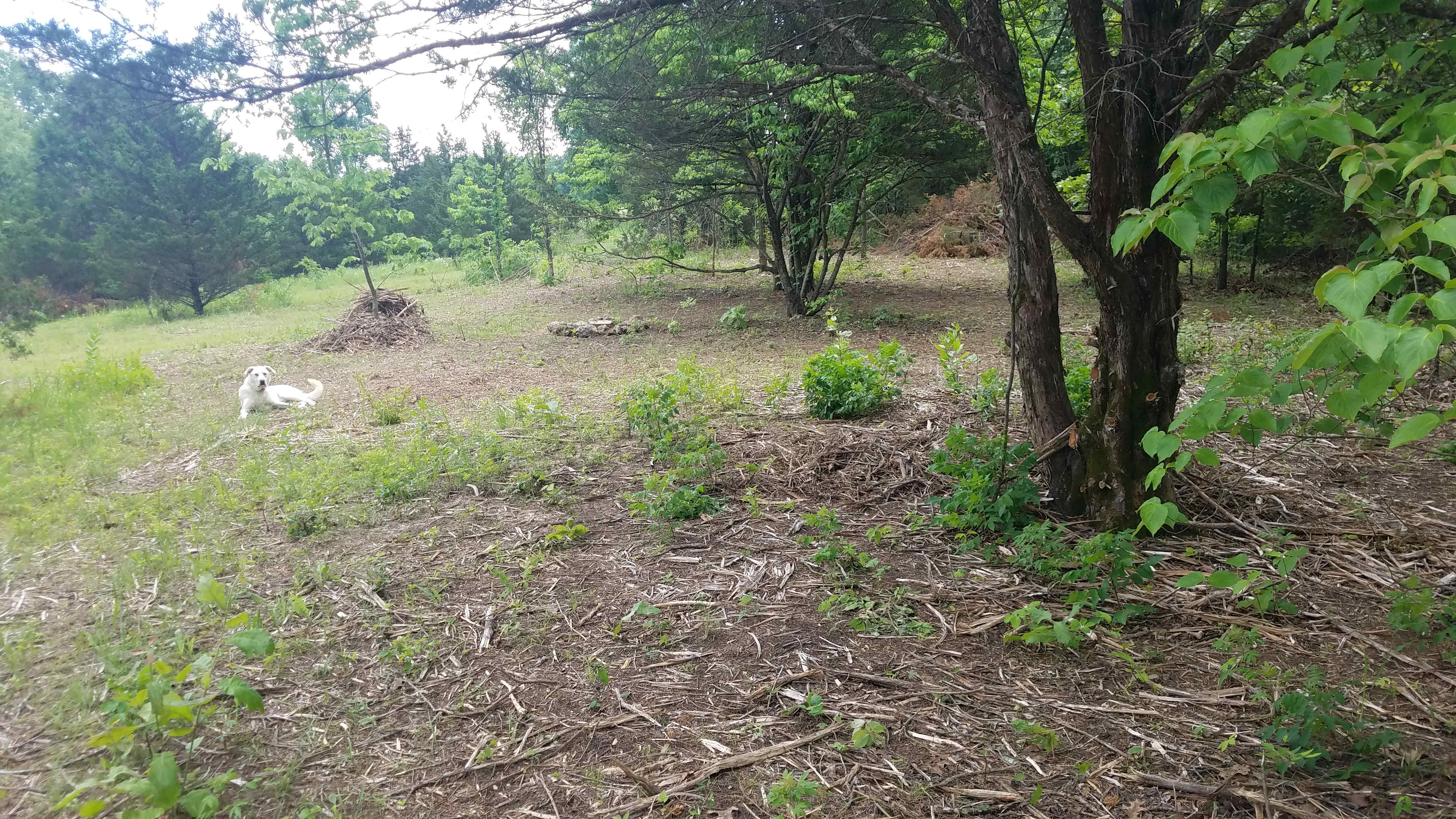 Camp site 1, plenty of room for pop ups. you might get a visit from Rudy.