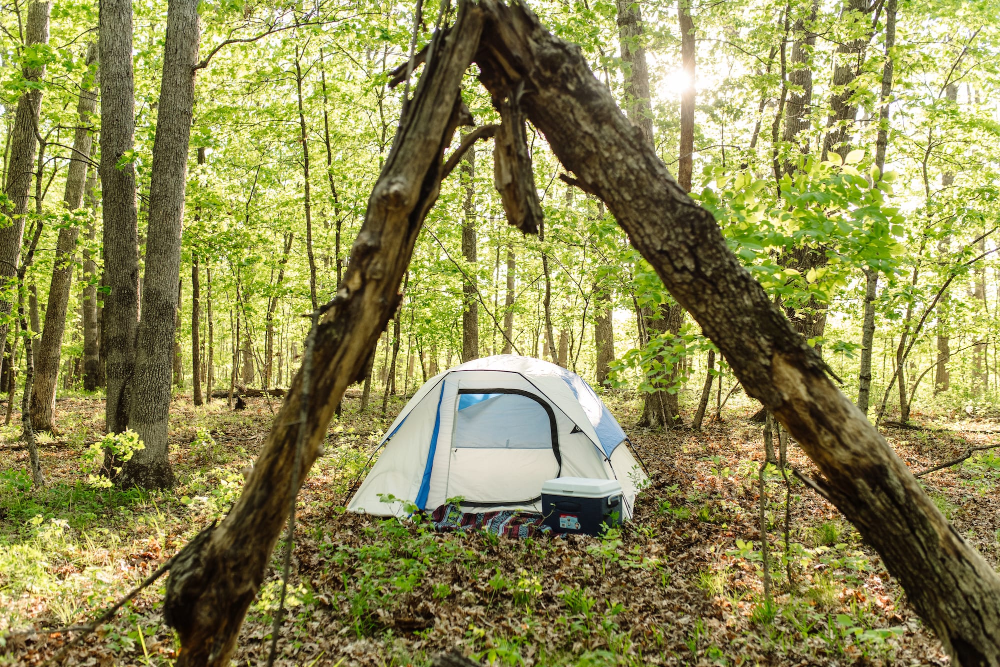 tent forest lodging