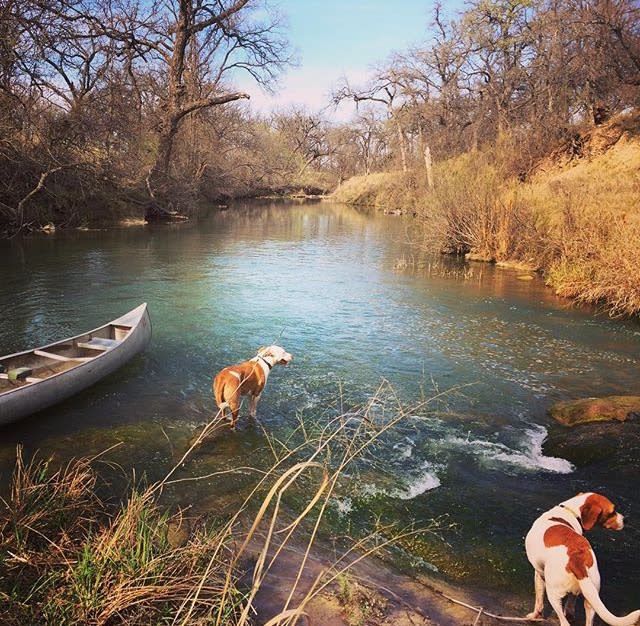A couple of visiting hounds enjoying the San Saba River in late winter.
