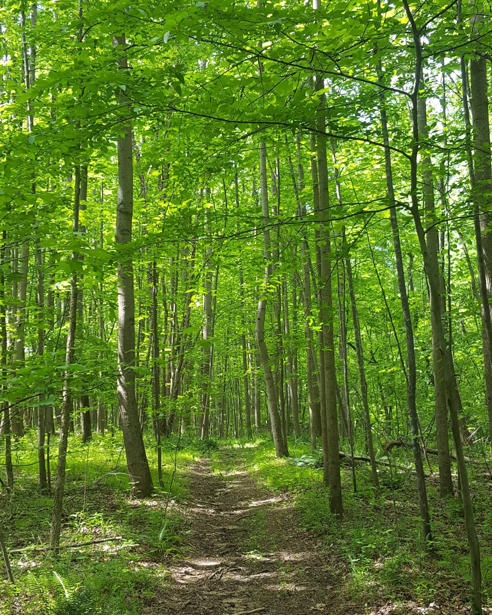 Hiking Trail near Napperville Campsite # 5