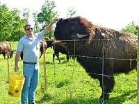  The big bull buffalo.