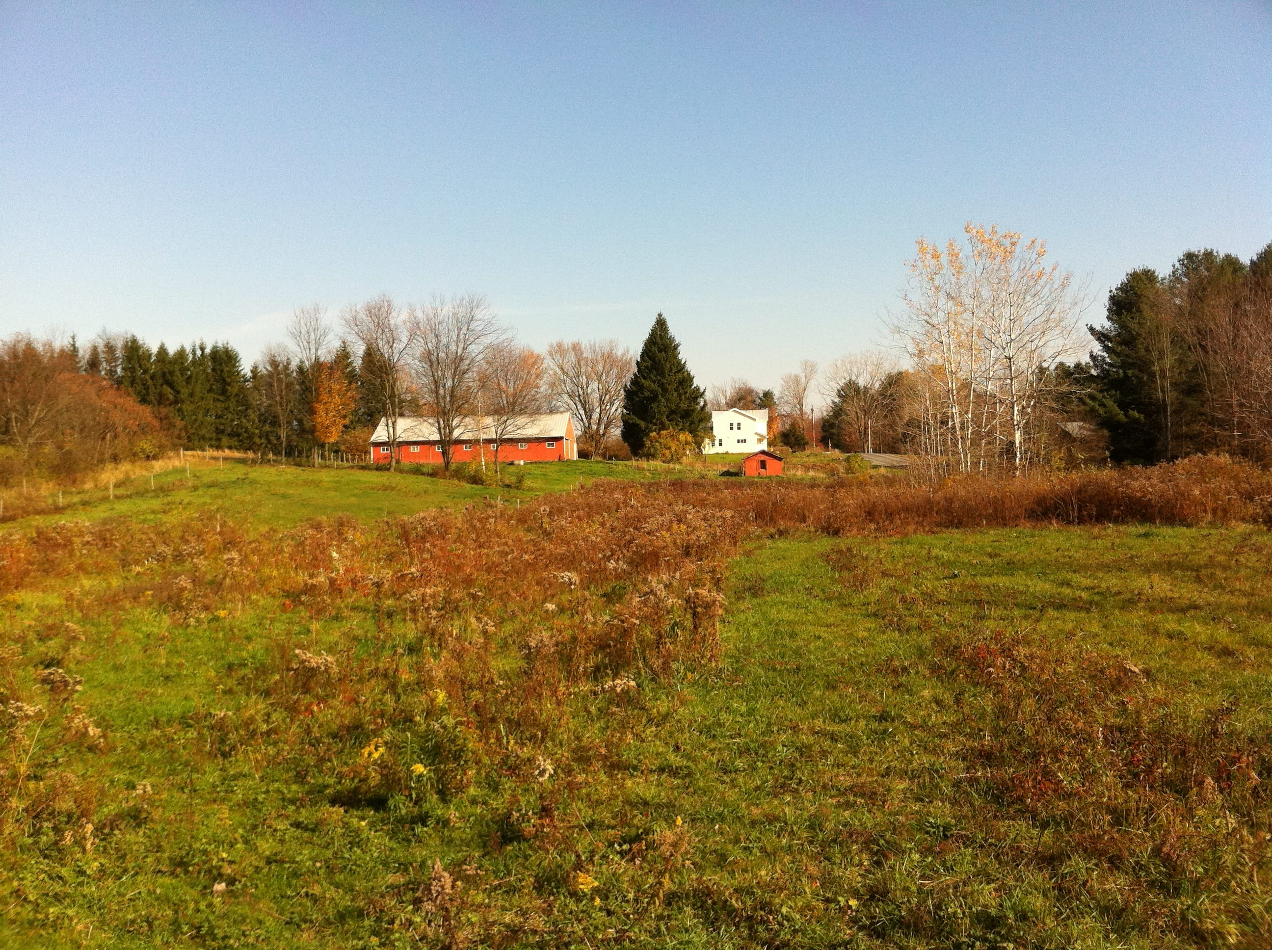 Looking toward house and barn from pasture