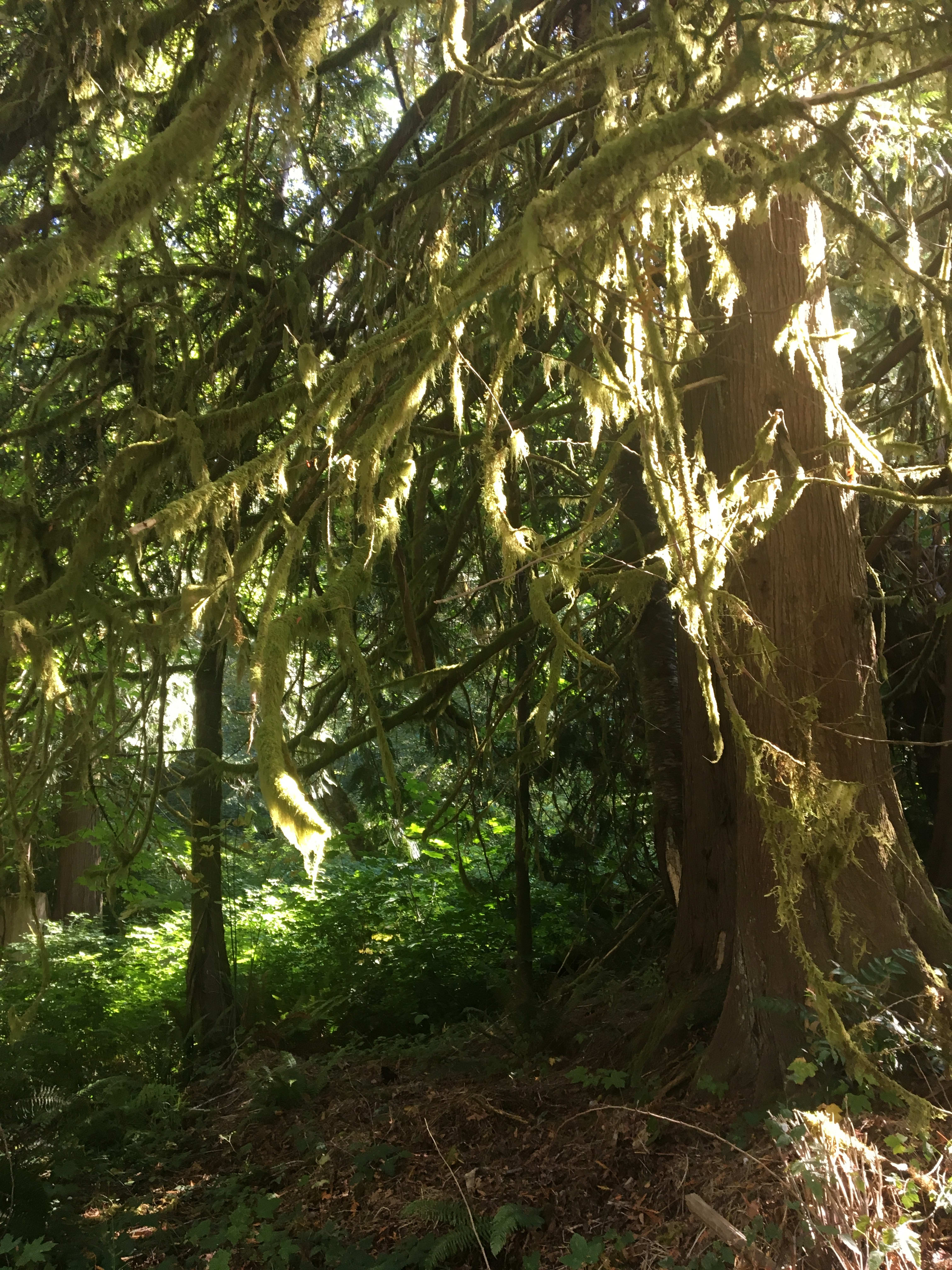 Old Growth Trees abound