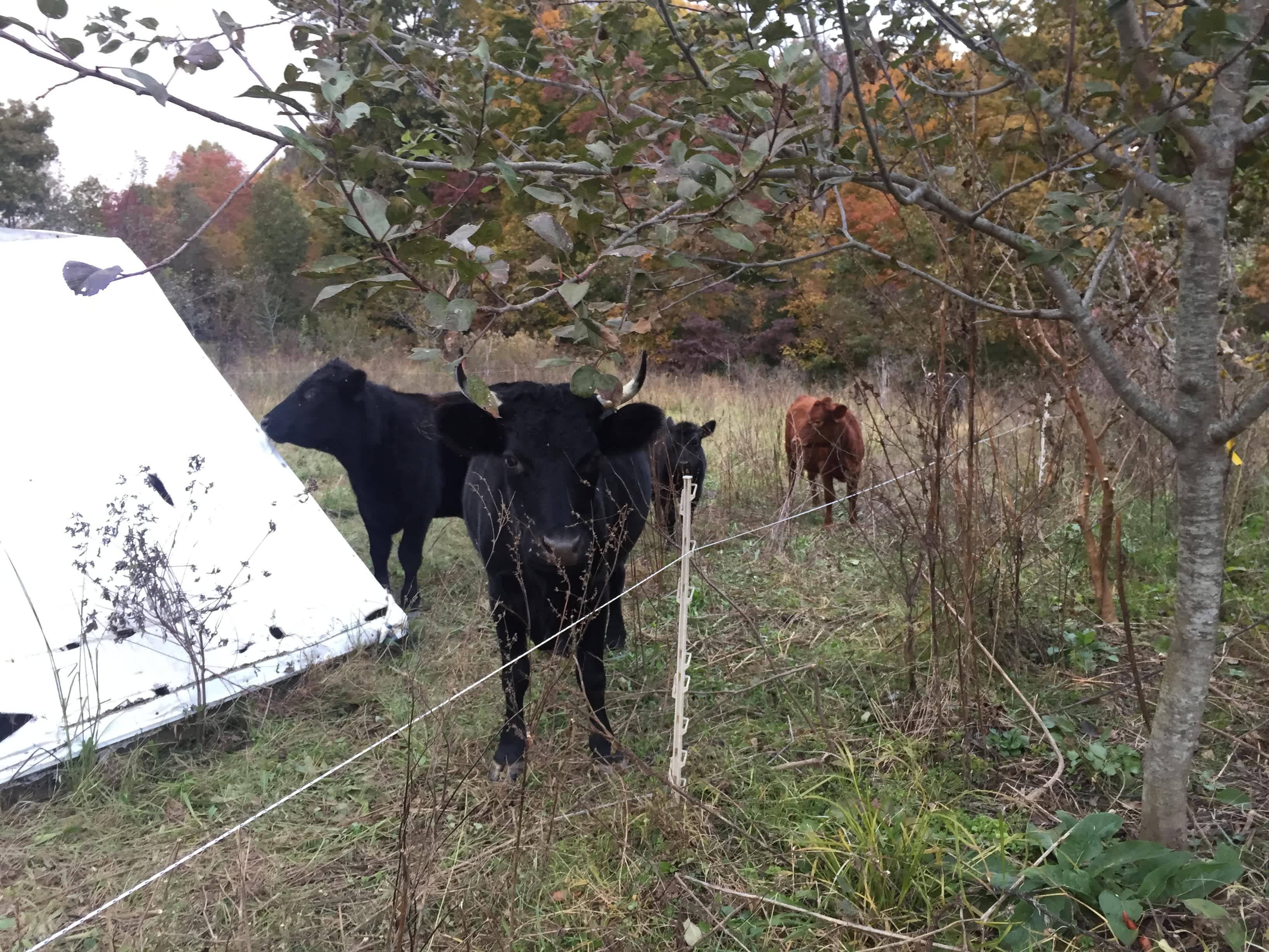 And the cows.