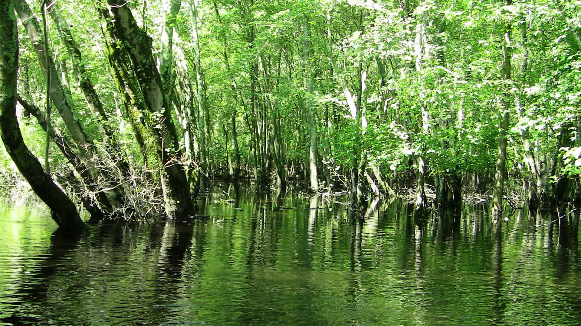 Great Egg Harbor River