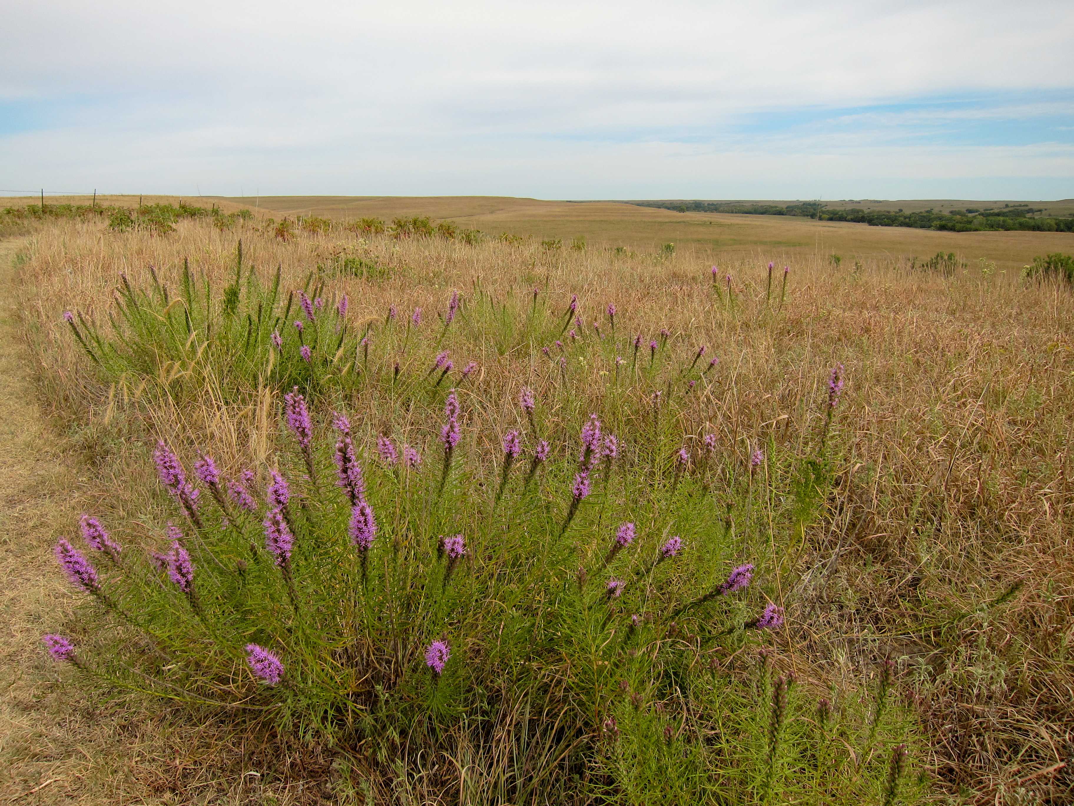 Tallgrass Prairie National Preserve