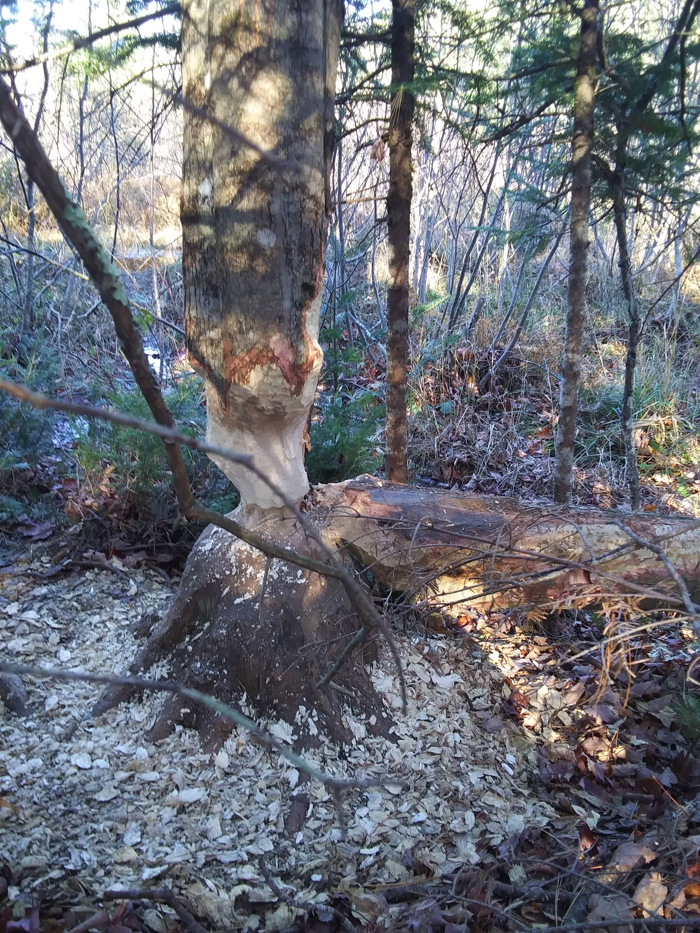 Our beavers at work.