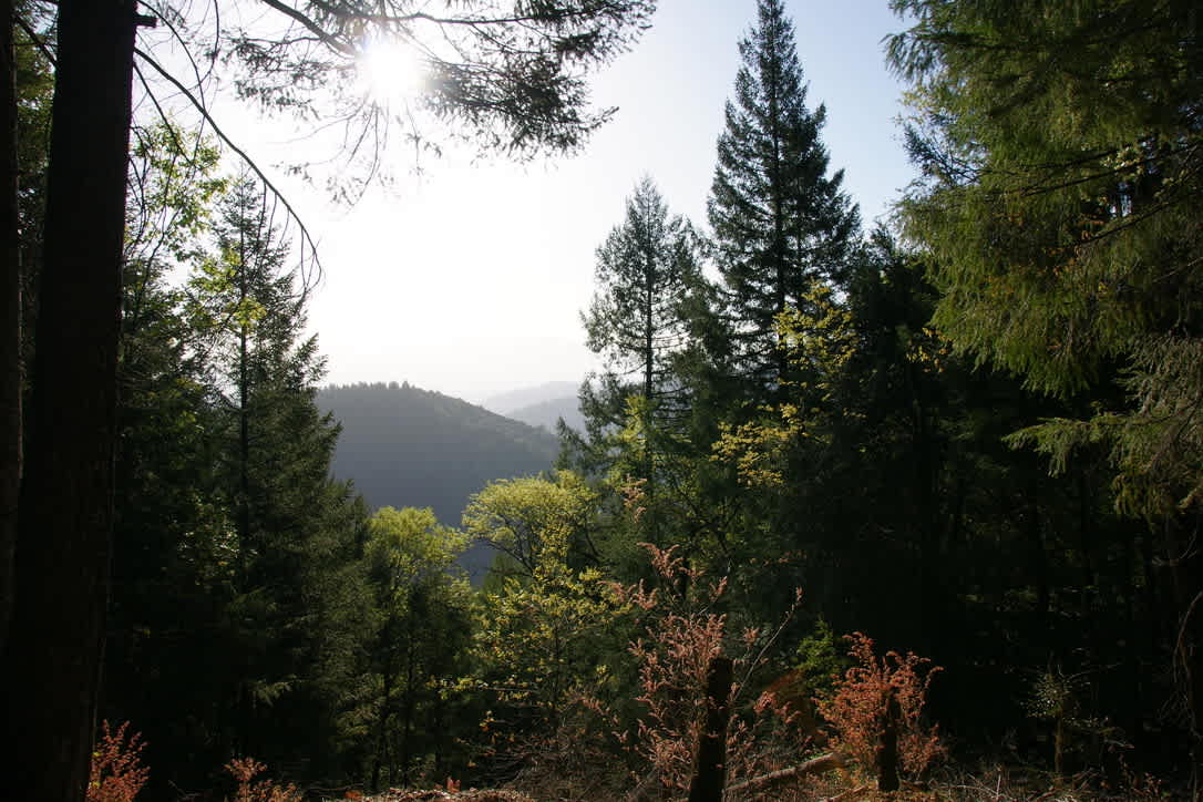 The view from the site