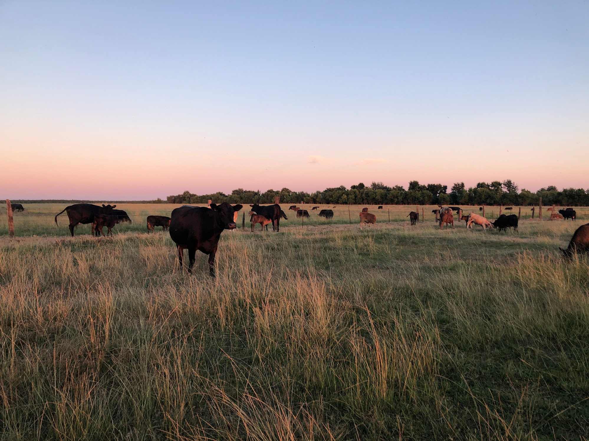 Cows