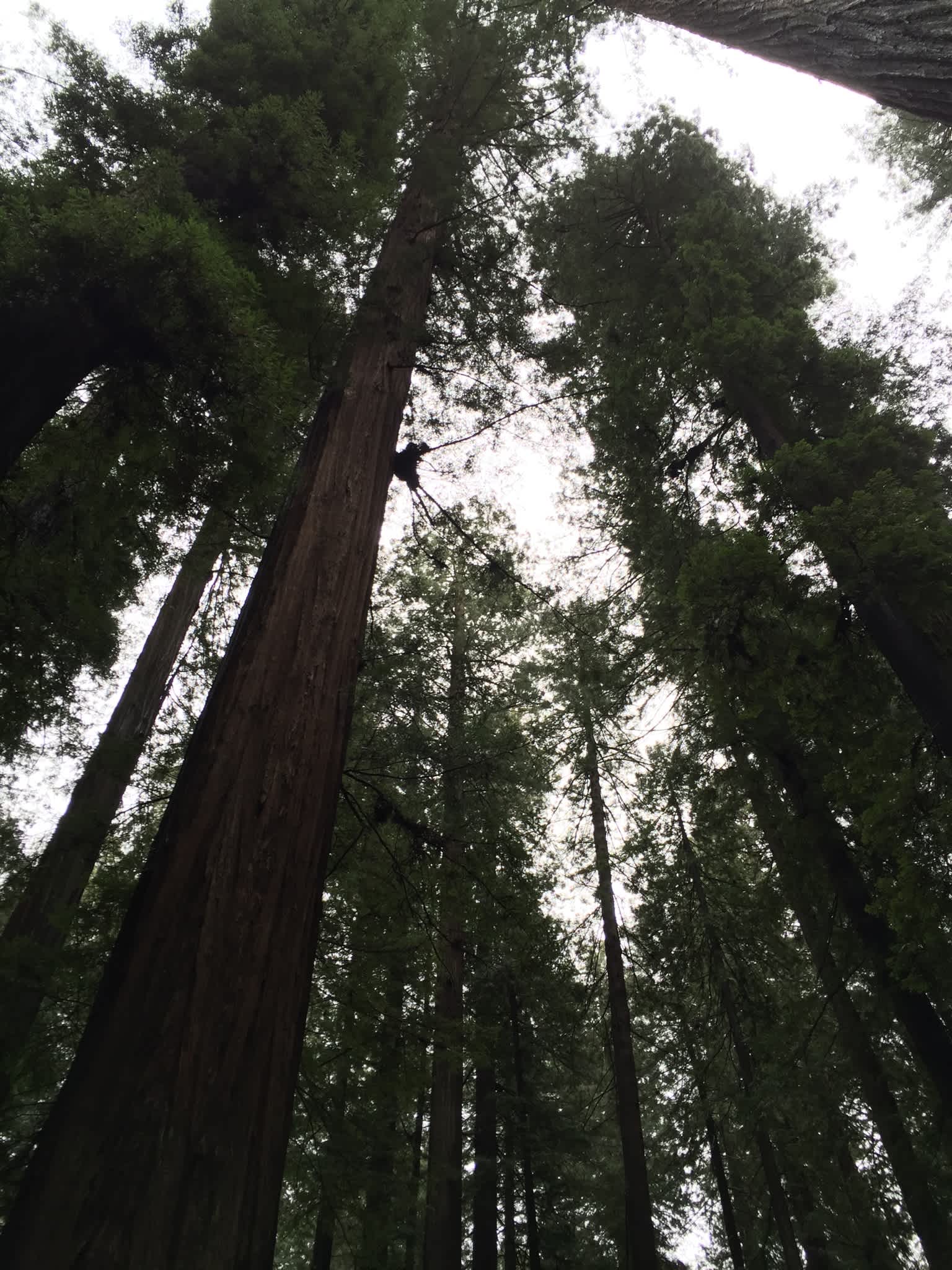 giant readwoods 1/4 mile away 