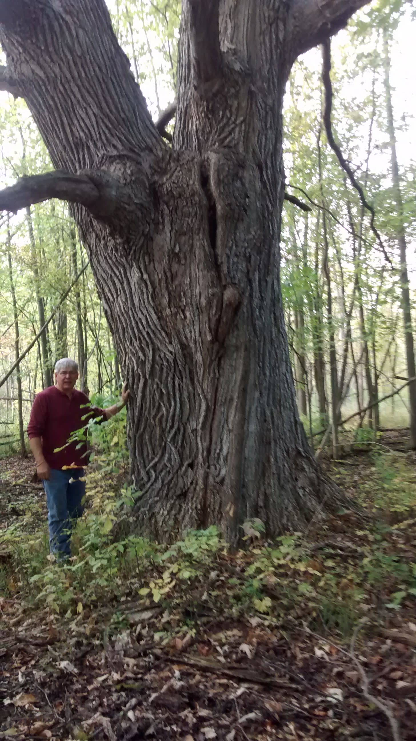 Large old burr oak