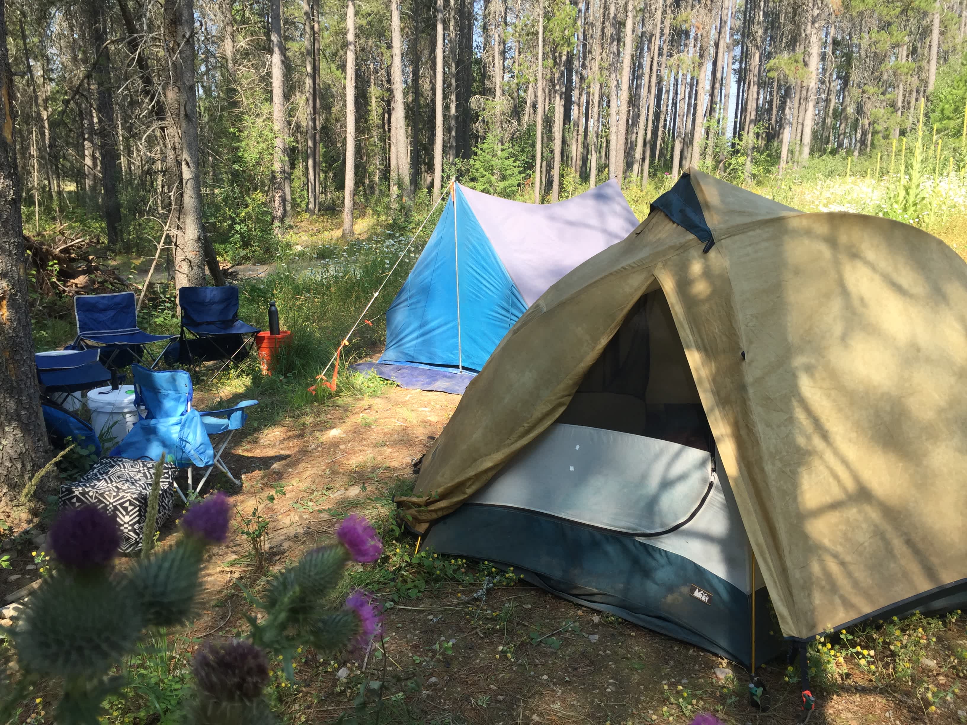 Our chosen camping spot on the Edge of a flowering meadow. Plenty of shade and privacy.