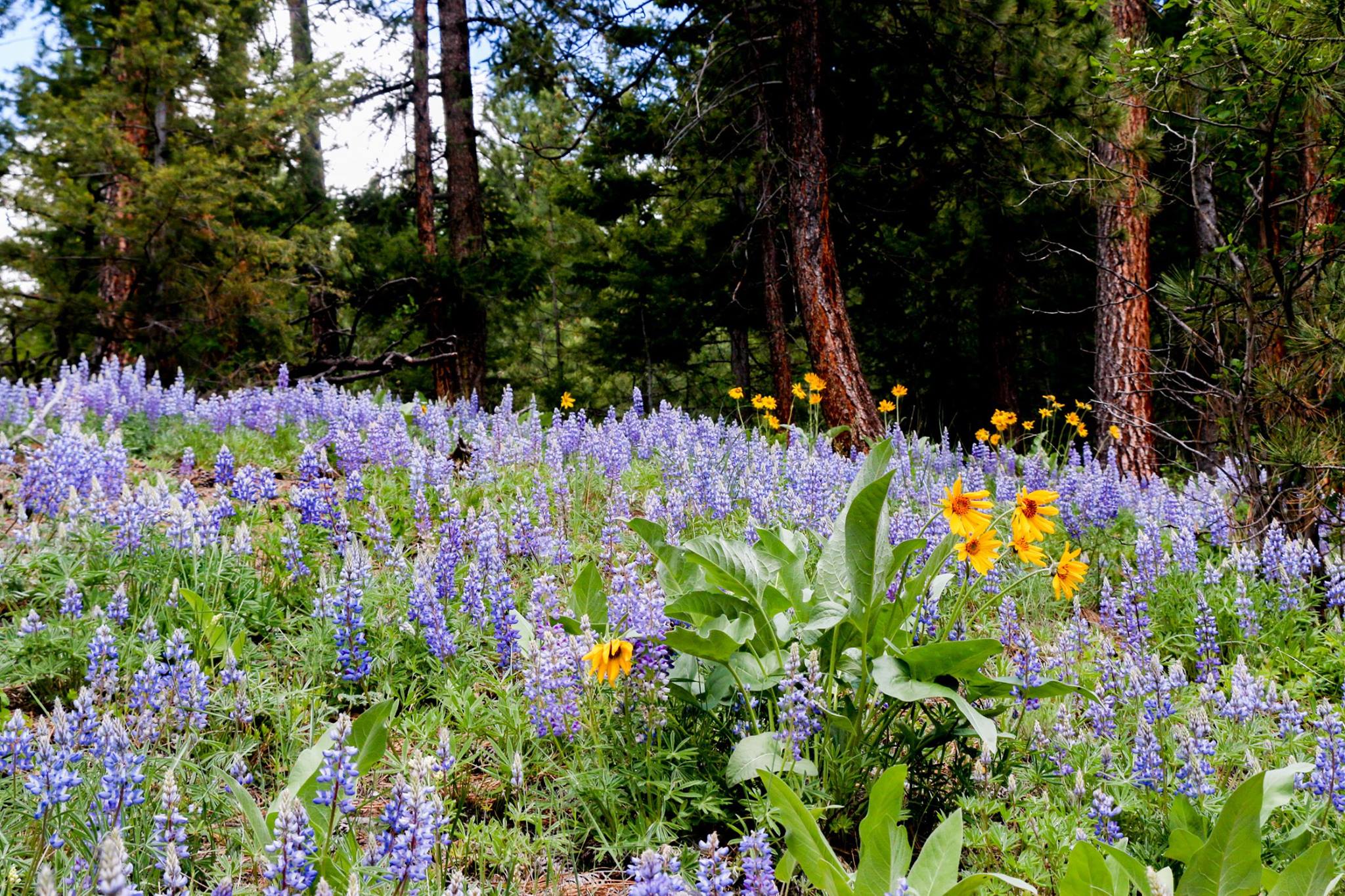 Wildflowers on the hill in the spring