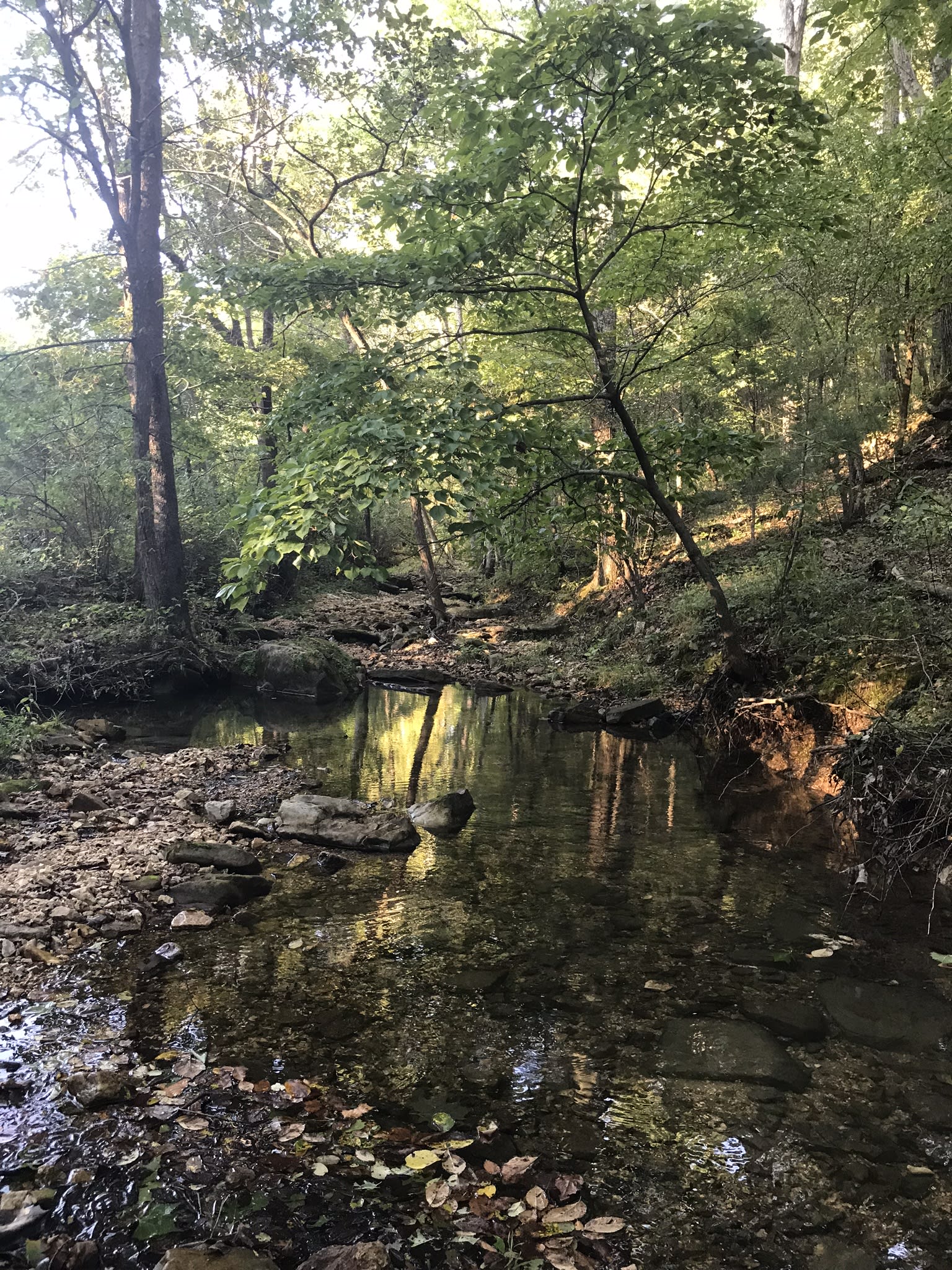 The spring fed creek