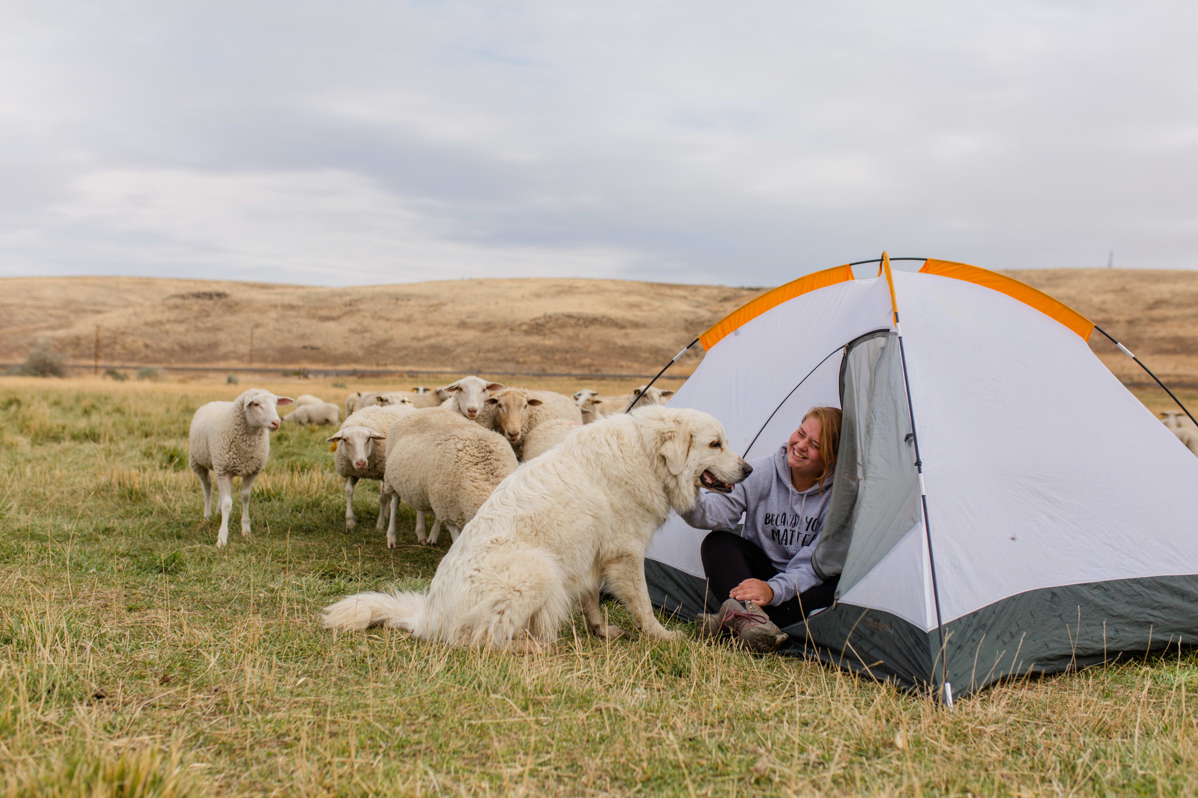 Enjoy the company of Lora, the daytime guard dog, and sheep if you camp in the pasture!