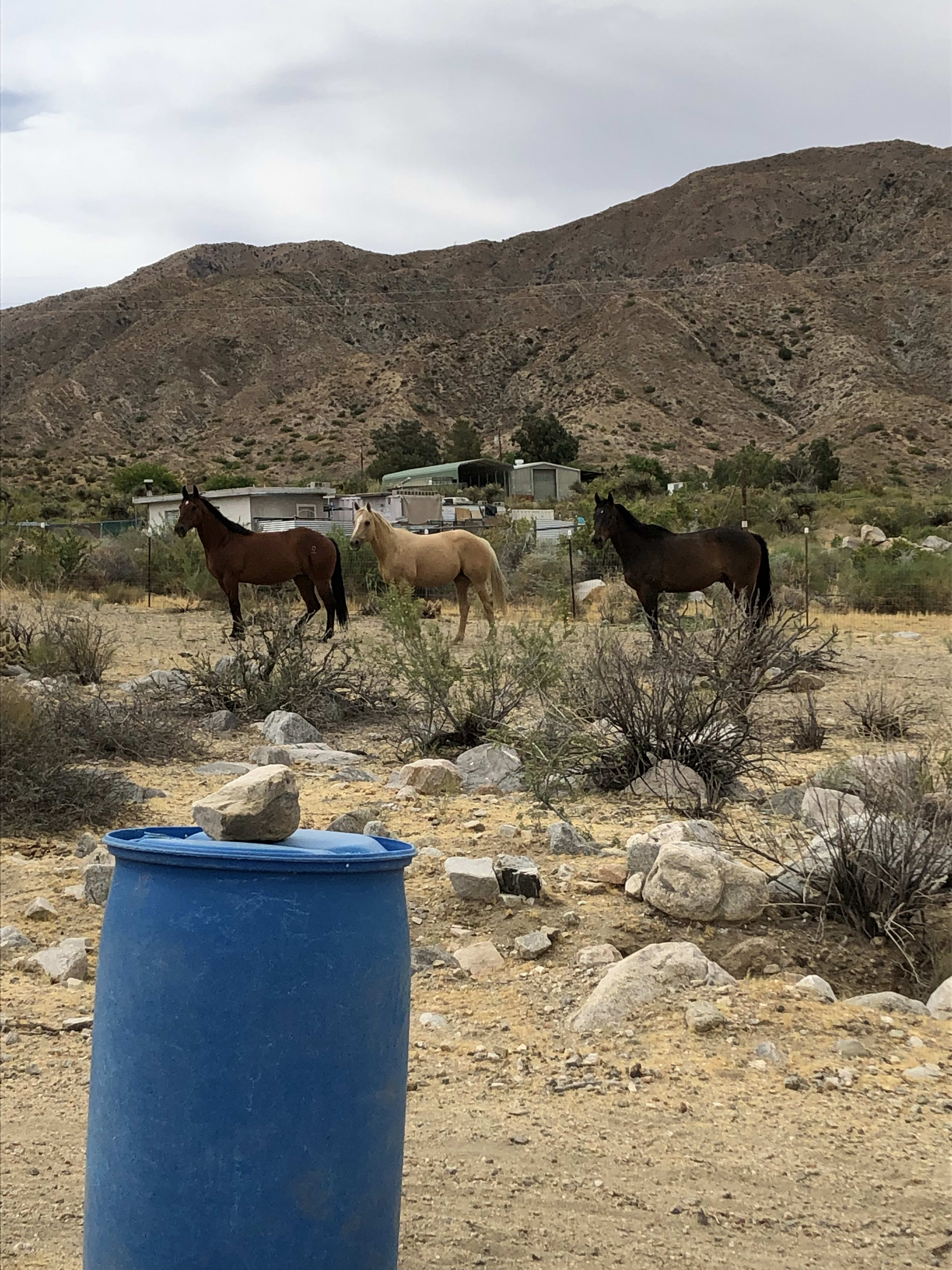 Horses share the land but will not be grazing when guests are camping.