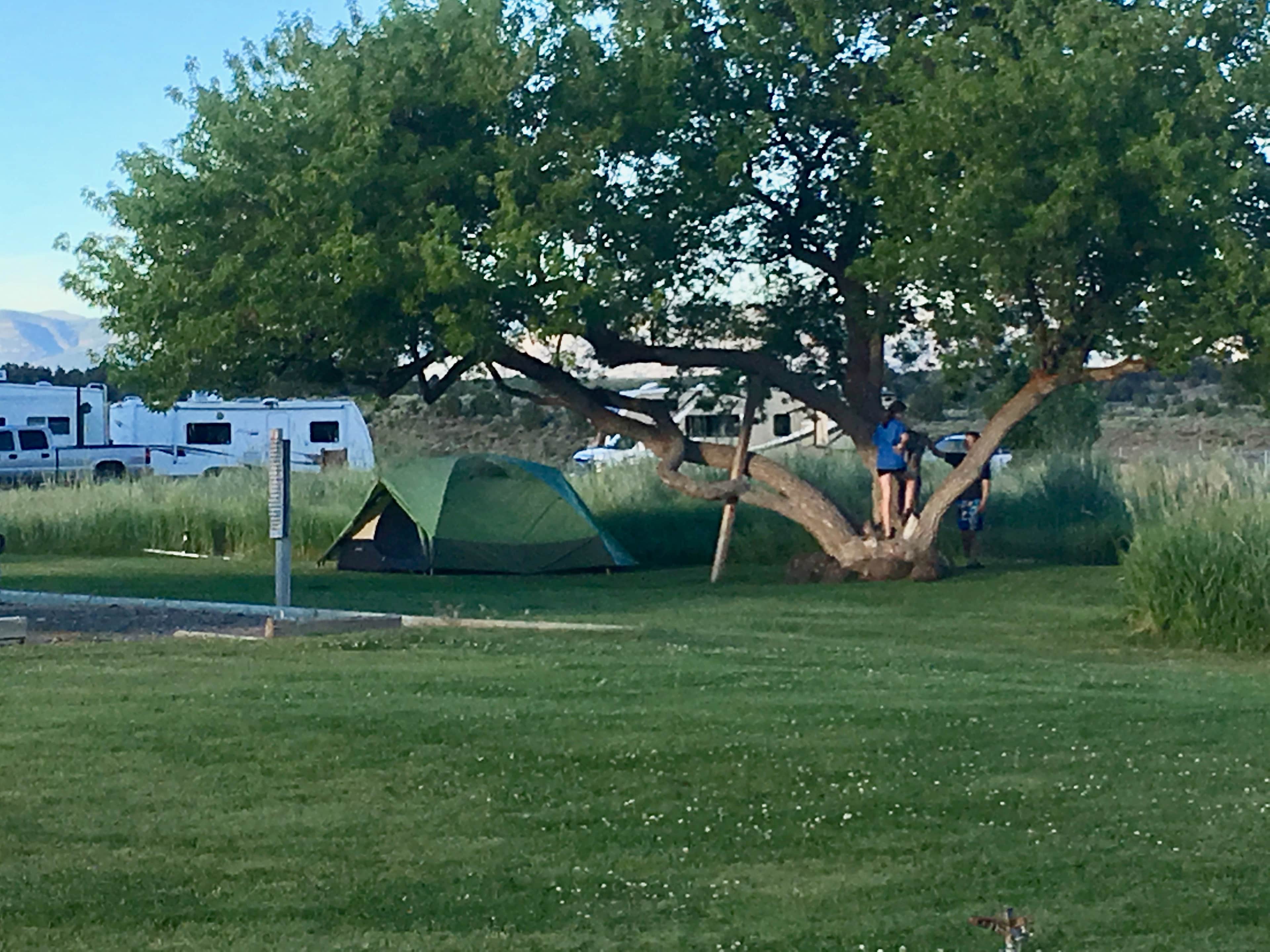 A nice shady tent site