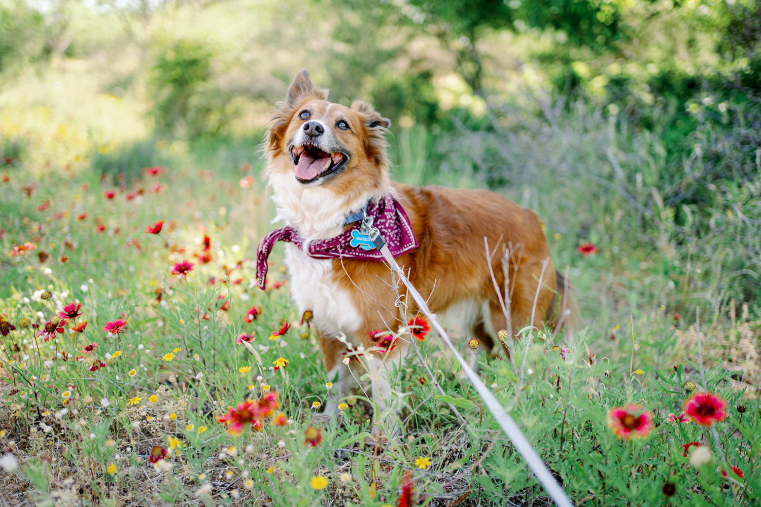 Happy dog in the wildflowers