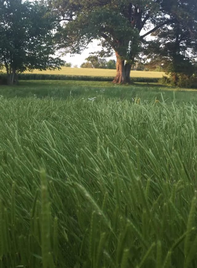 Take walks around the farm.  Have a picnic under a shade tree.