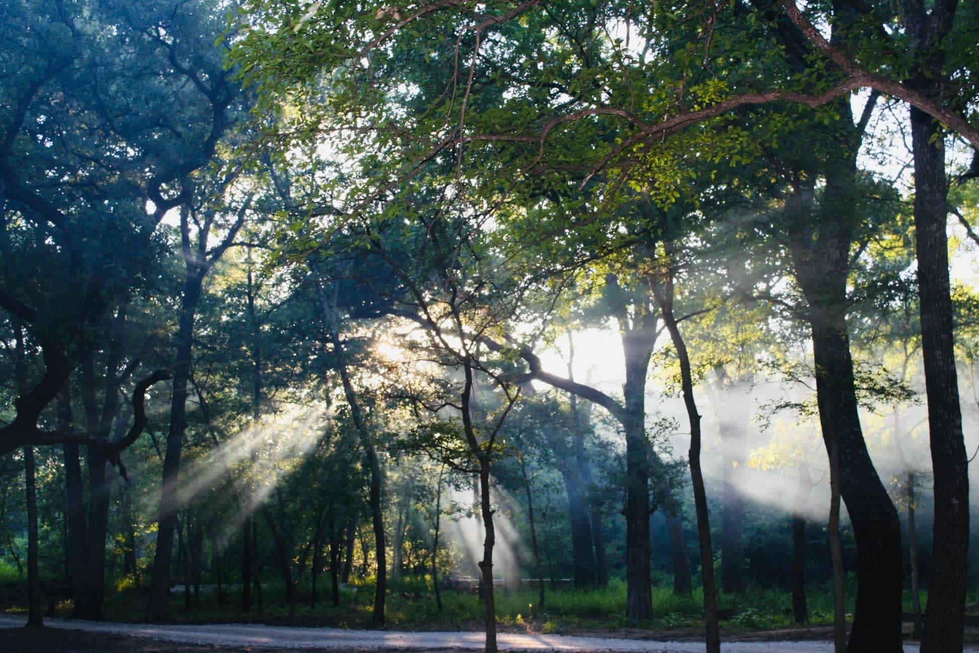 Absolutely beautiful view of the trees and the sun coming through as we enjoy games at our camp site