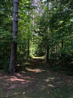 One of many paths through the woods