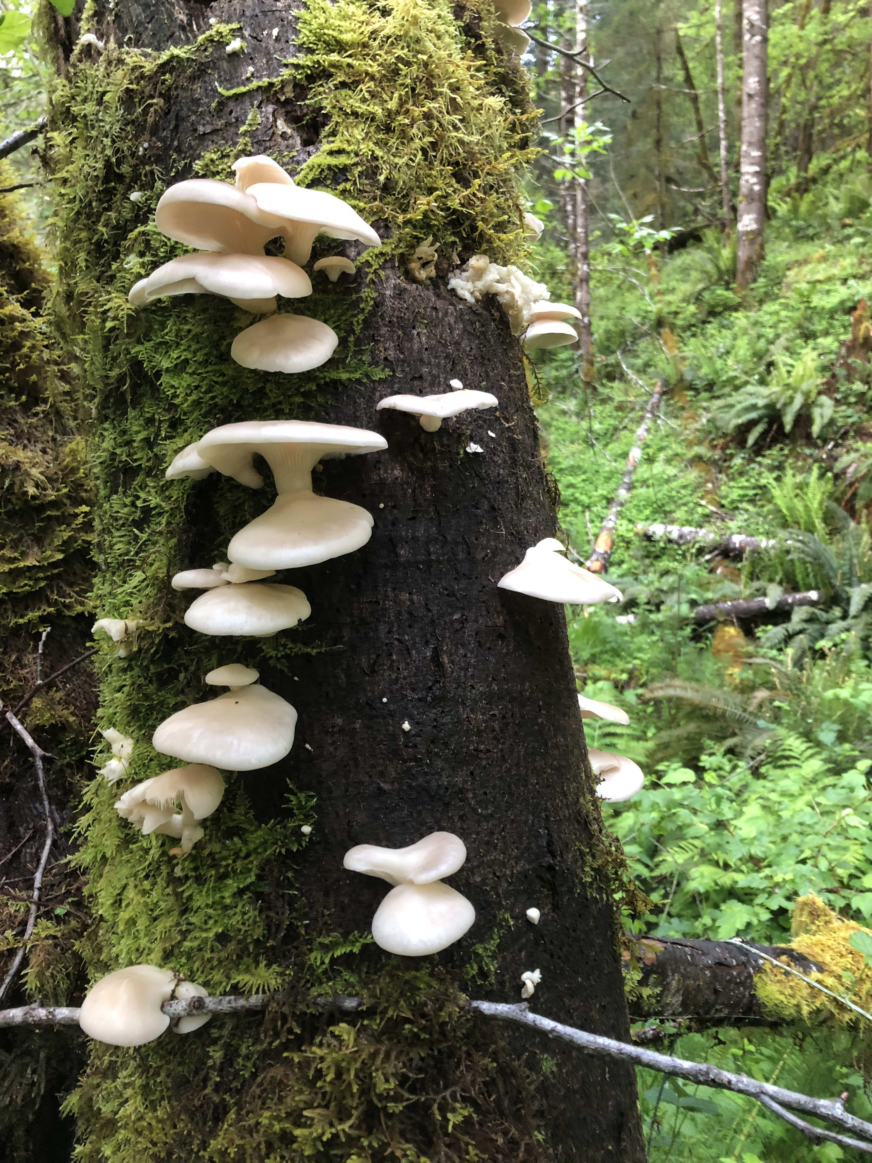 Oyster mushroom twice per year along the creek.