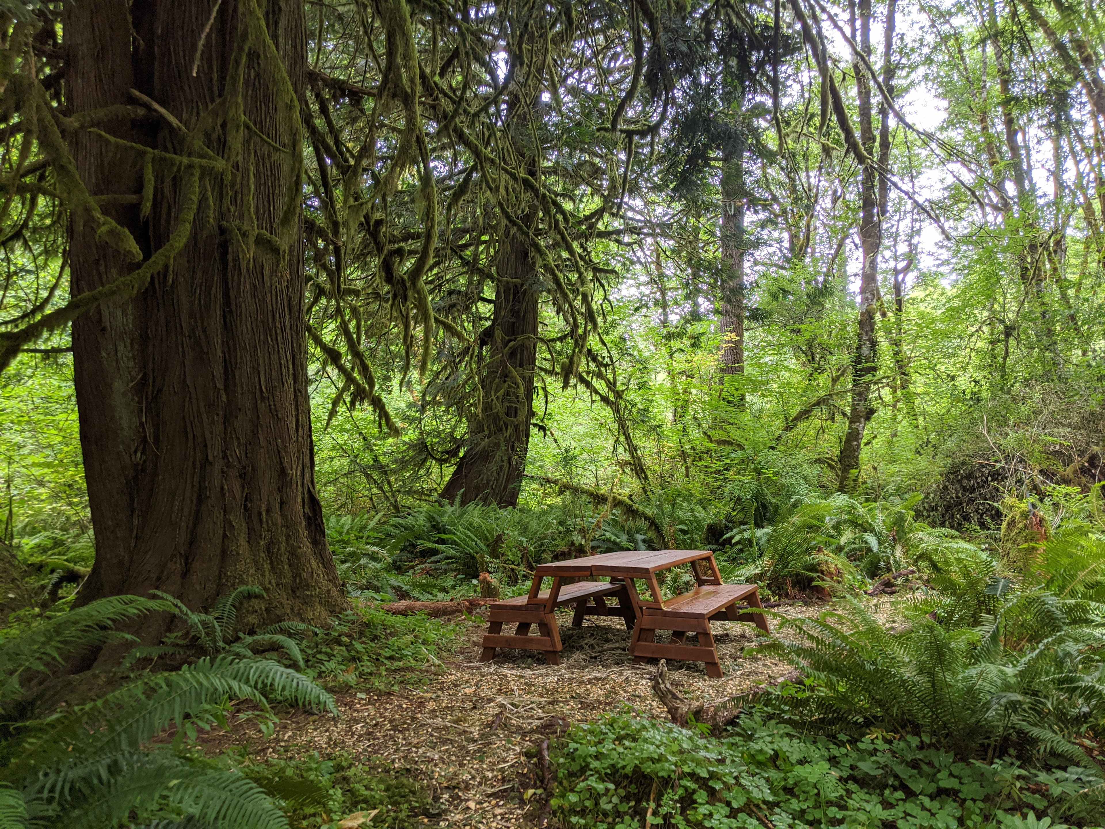 Campsite #4 is private and tucked back in our forest closest to the large creek. Walk in only