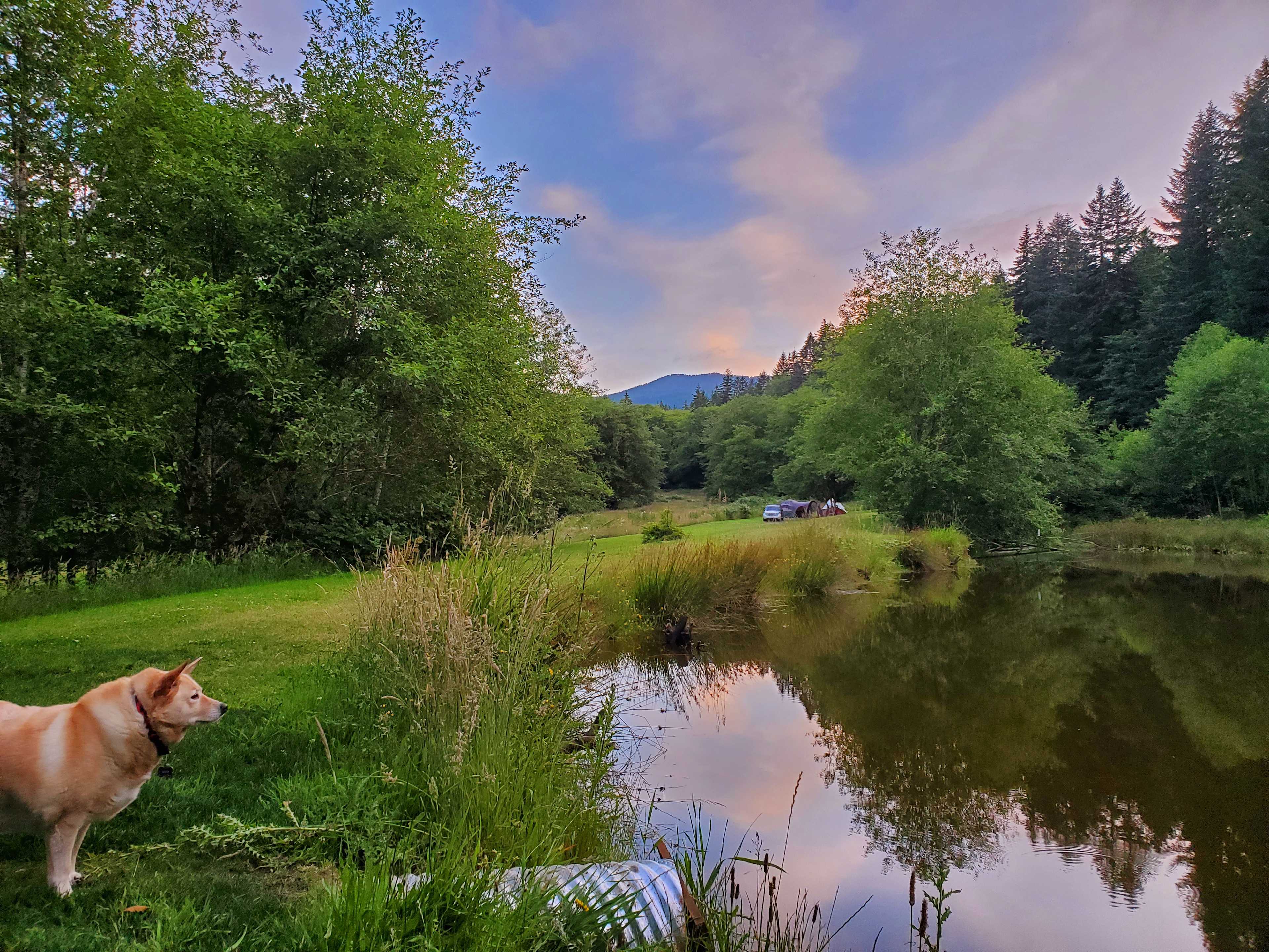Dusk at the beaver pond.