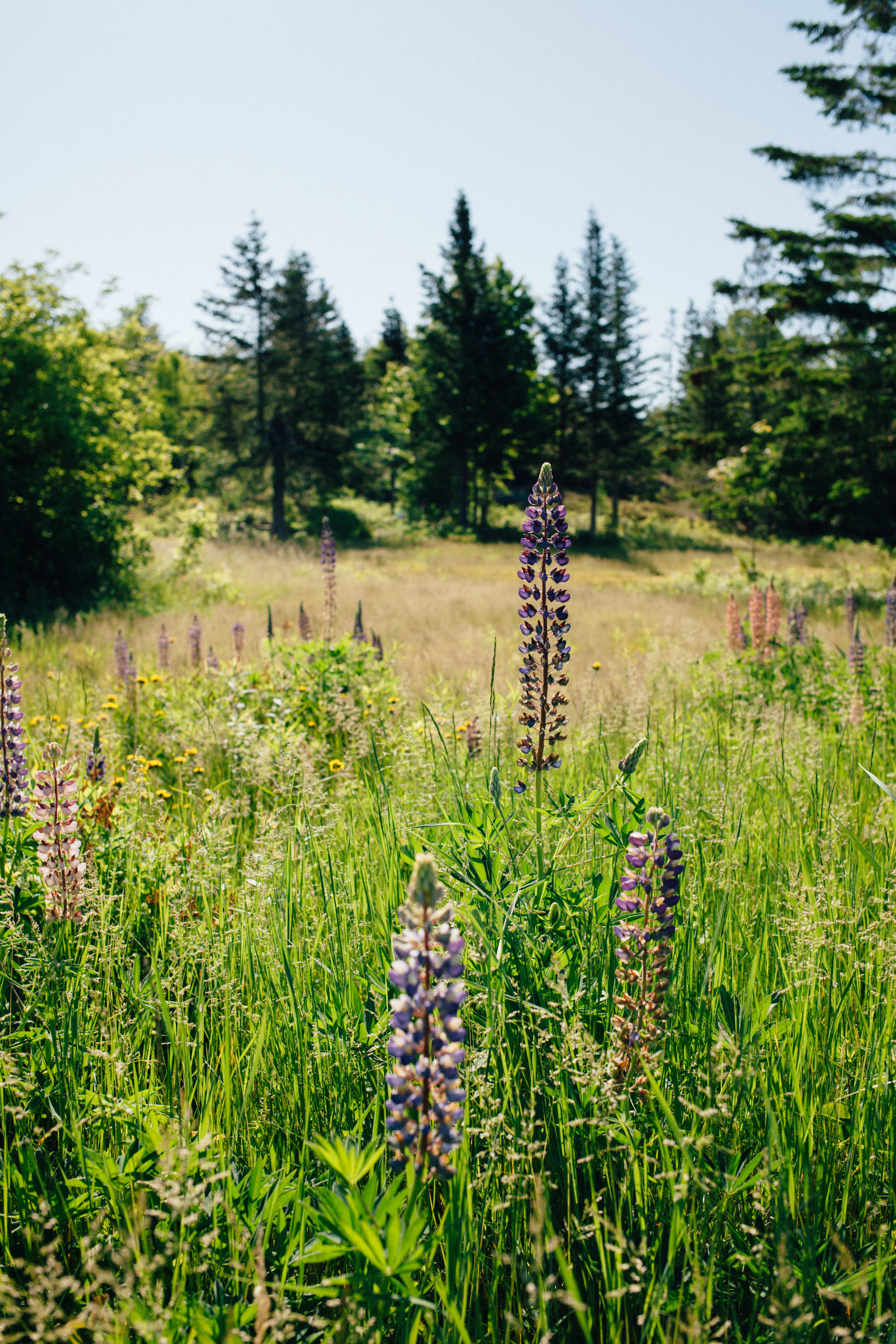 lupines in June/July, and many more wildflowers all summer long!