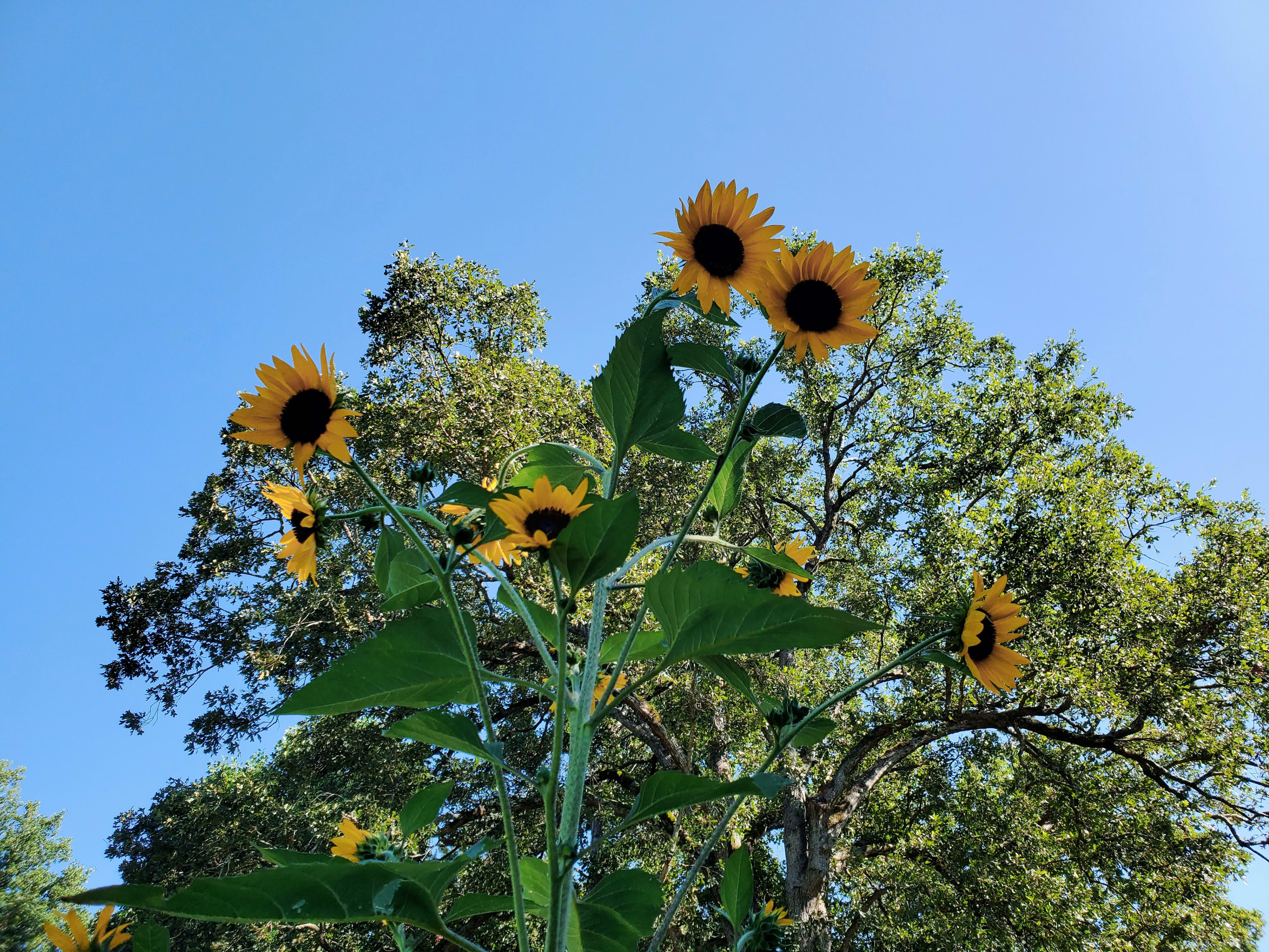 July sunflowers in bloom here