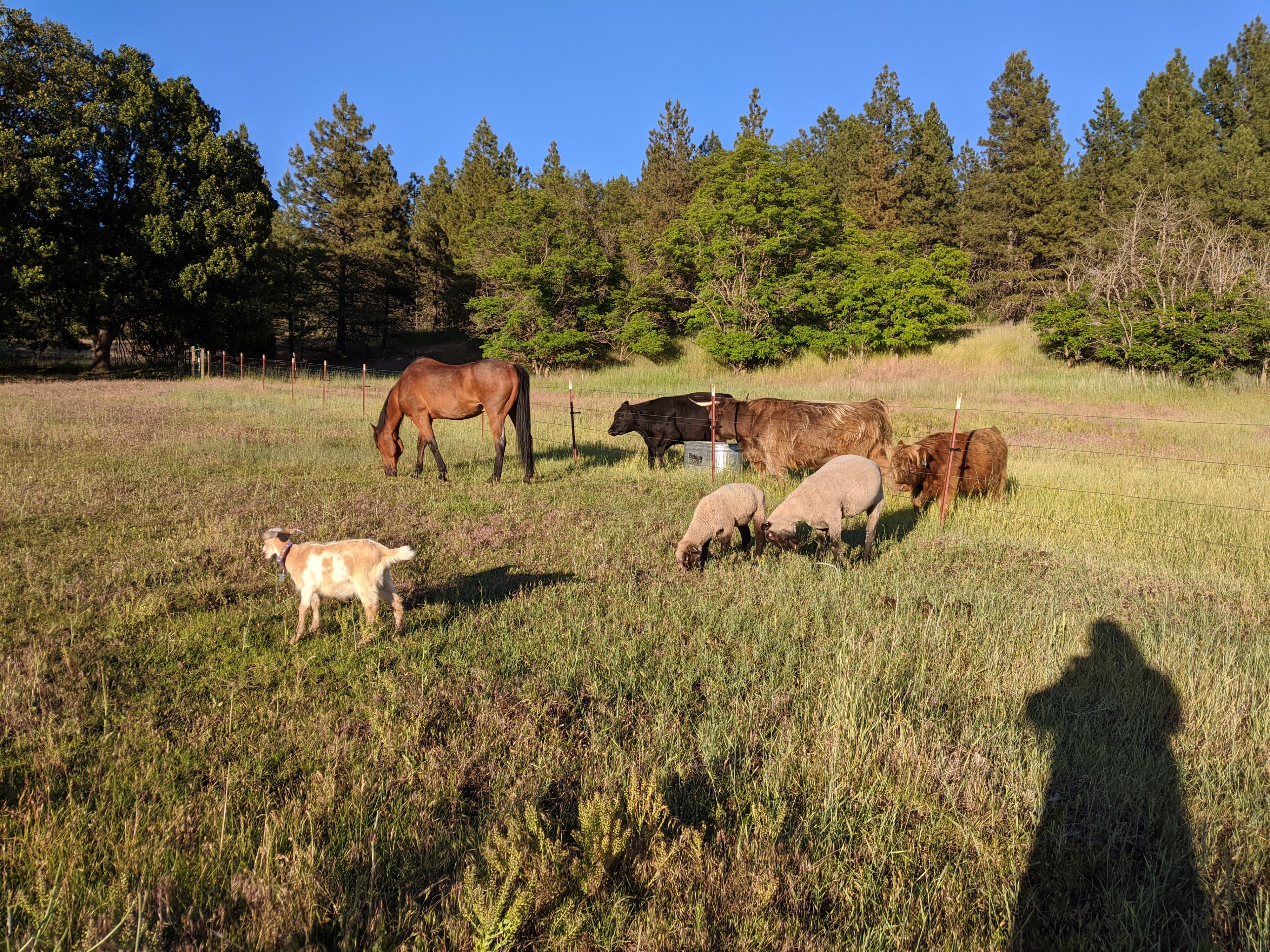 We have an array of livestock on the property that roam and graze. They will come to visit you as they are curious creatures and all friendly. Just watch out for those HORNS!