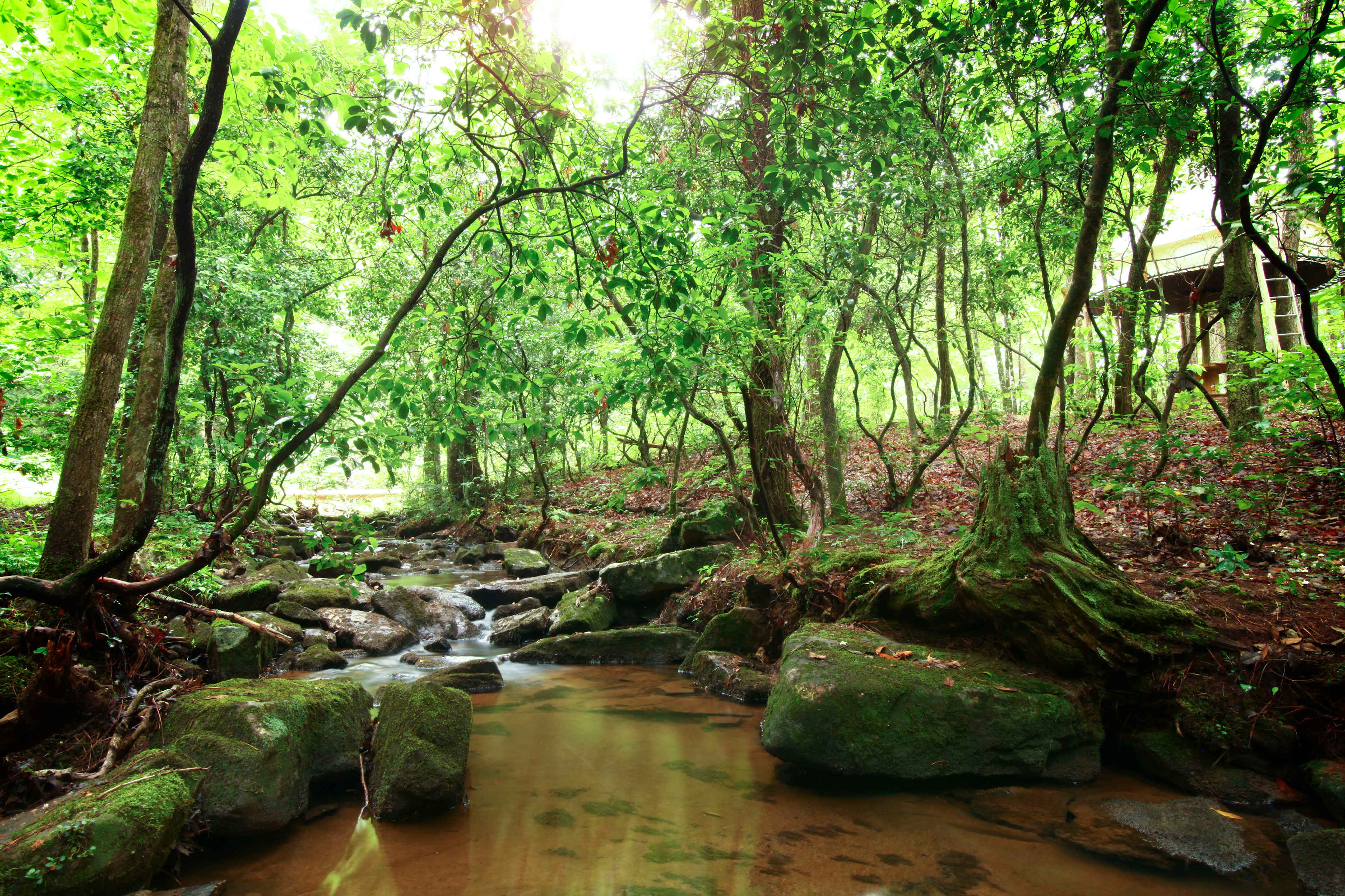 Miller’s Creek wraps around the campsite, providing luxurious subtle Creek-sounds