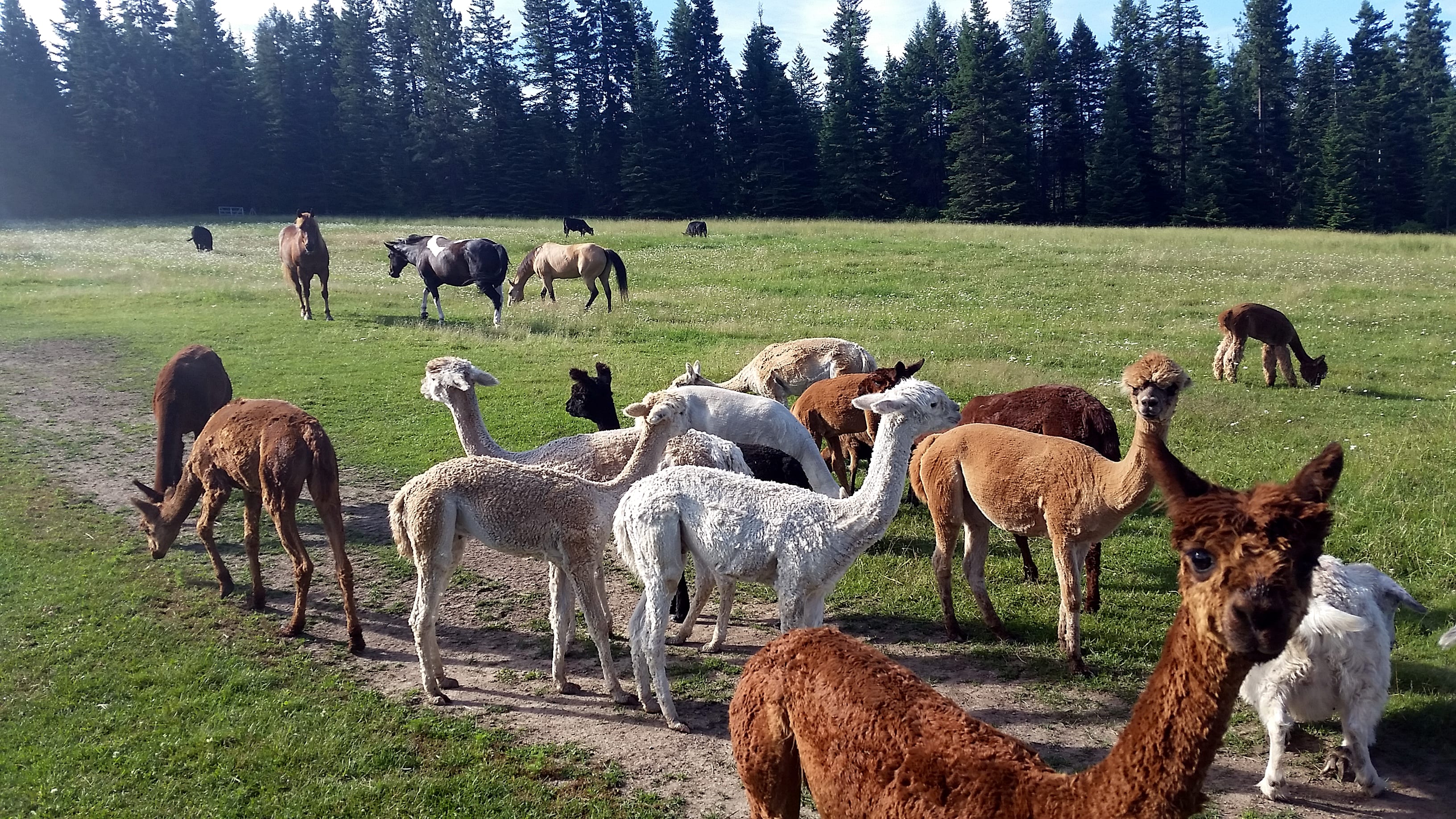Alpacas and other livestock that share our land