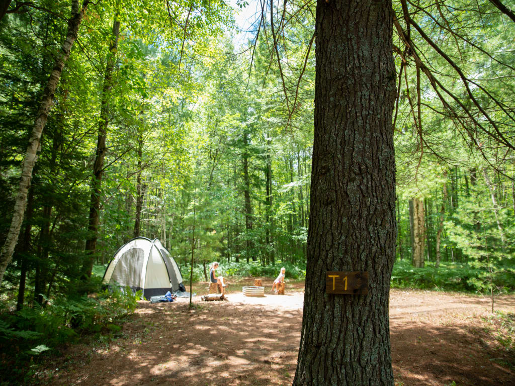 T1 Pine Camp